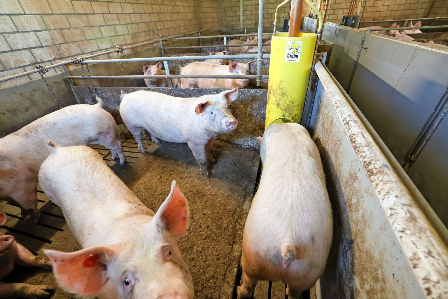 Bij de aanpak van PRRS is een goede quarantaine- en adaptatieperiode van opfokzeugen een belangrijke succesfactor. – Foto: Bert Jansen