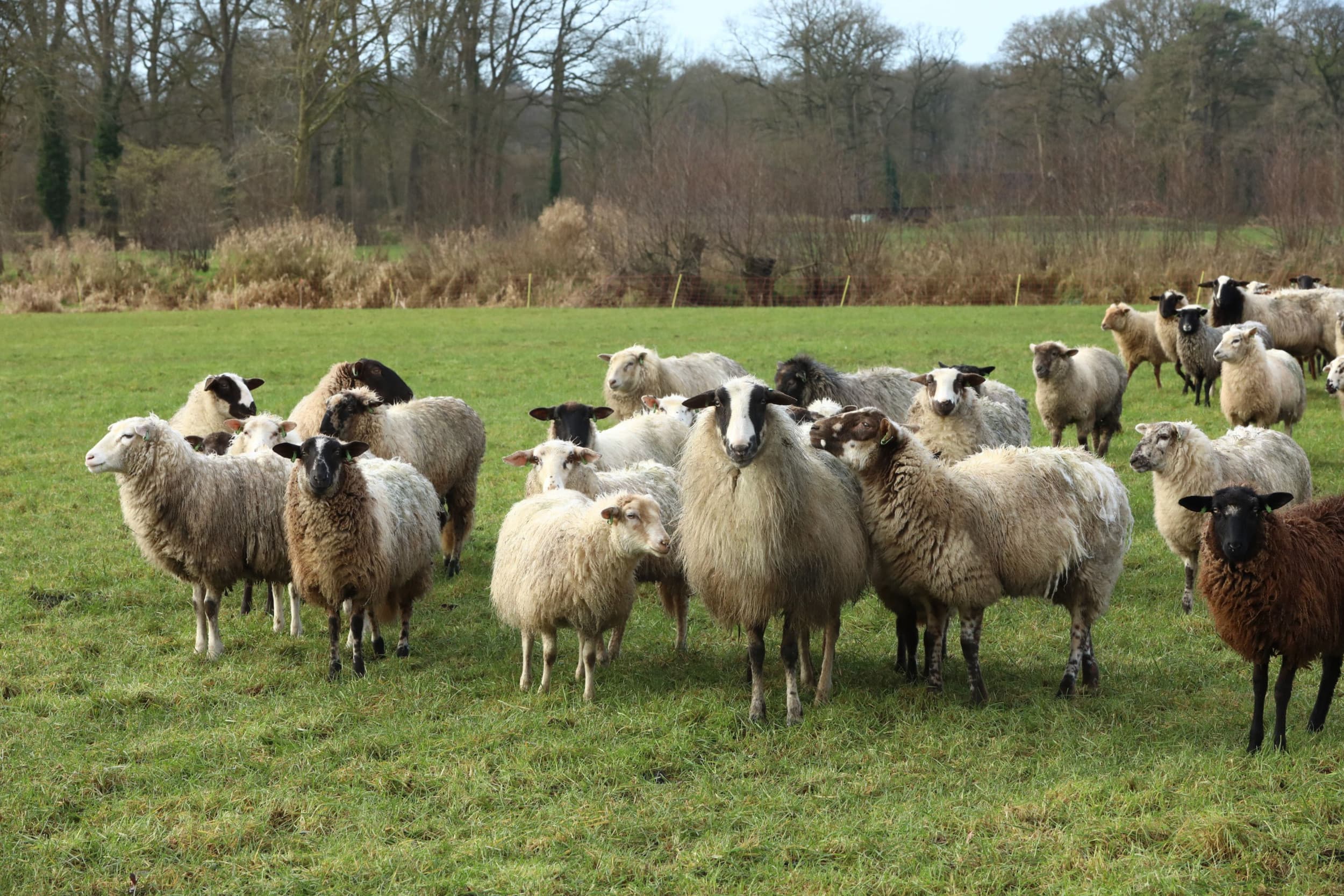 800.000 doses van de eerste lading blauwtong-vaccins zijn voor schapen.- Foto: Henk Riswick
