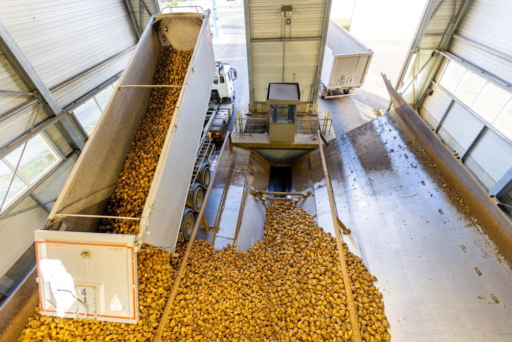 Suikerbieten lossen in een fabriek van Südzucker. De grootste suikerproducent van Europa verwacht een omzet van € 10,3 miljard over boekjaar 2023-’24. - Foto: Benedikt Knüttel/Südzucker