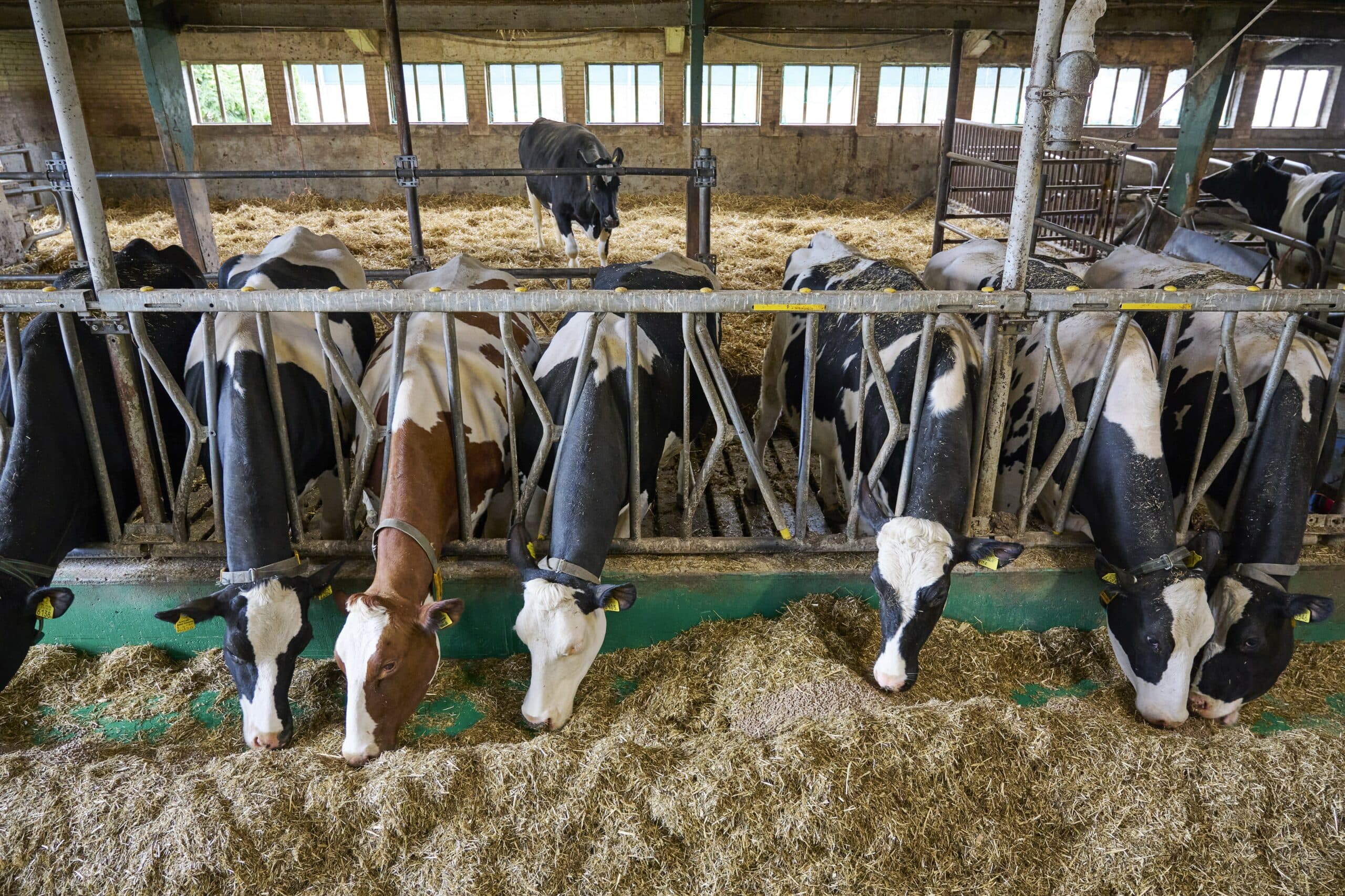 bioveiligheid en dierenwelzijn in de veehouderij