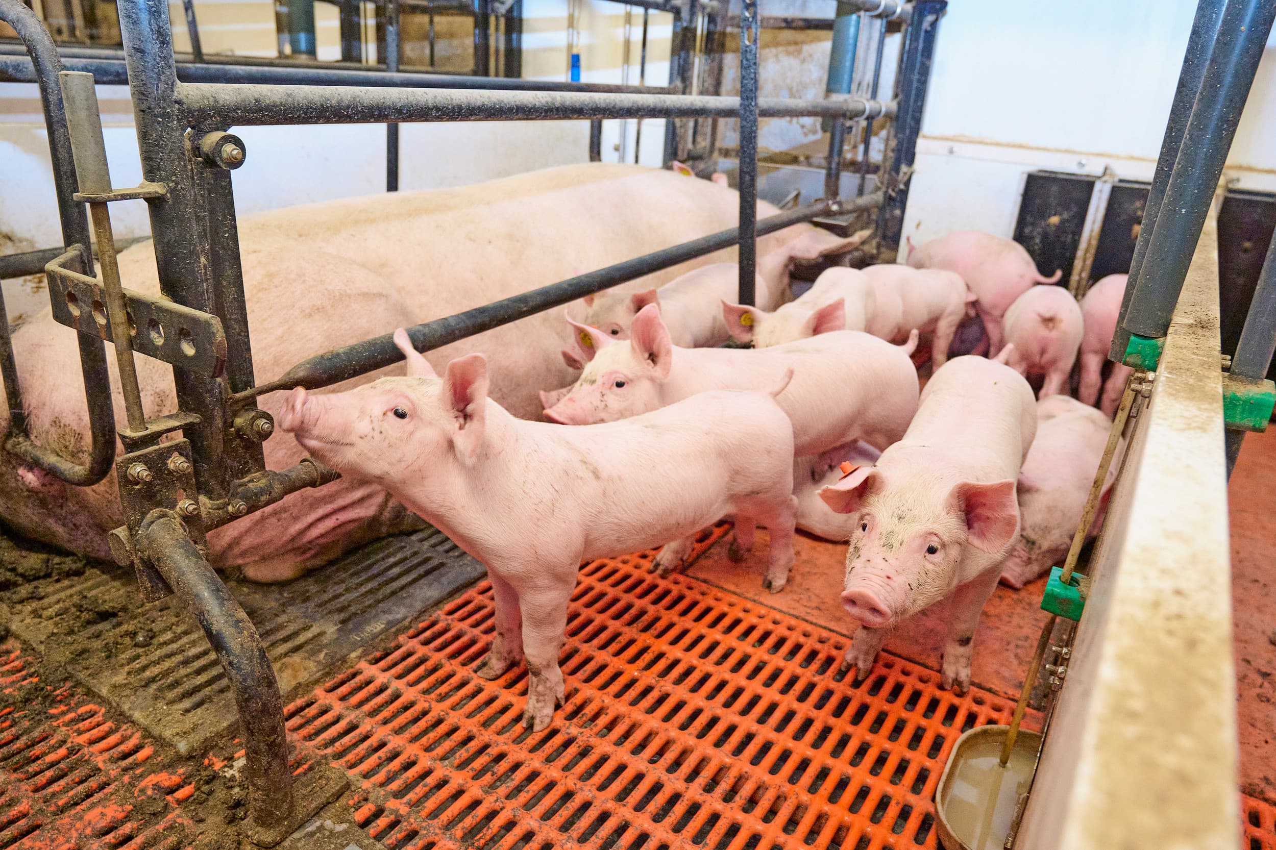 Spenen op vijf weken leeftijd gebeurt nog weinig maar heeft wel de belangstelling. Voorstanders benadrukken dat vijf weken spenen past in het streven naar een betere, gezondere big, waarbij het over het hele bedrijf wat gemakkelijker draait. – Foto: Van Assendelft