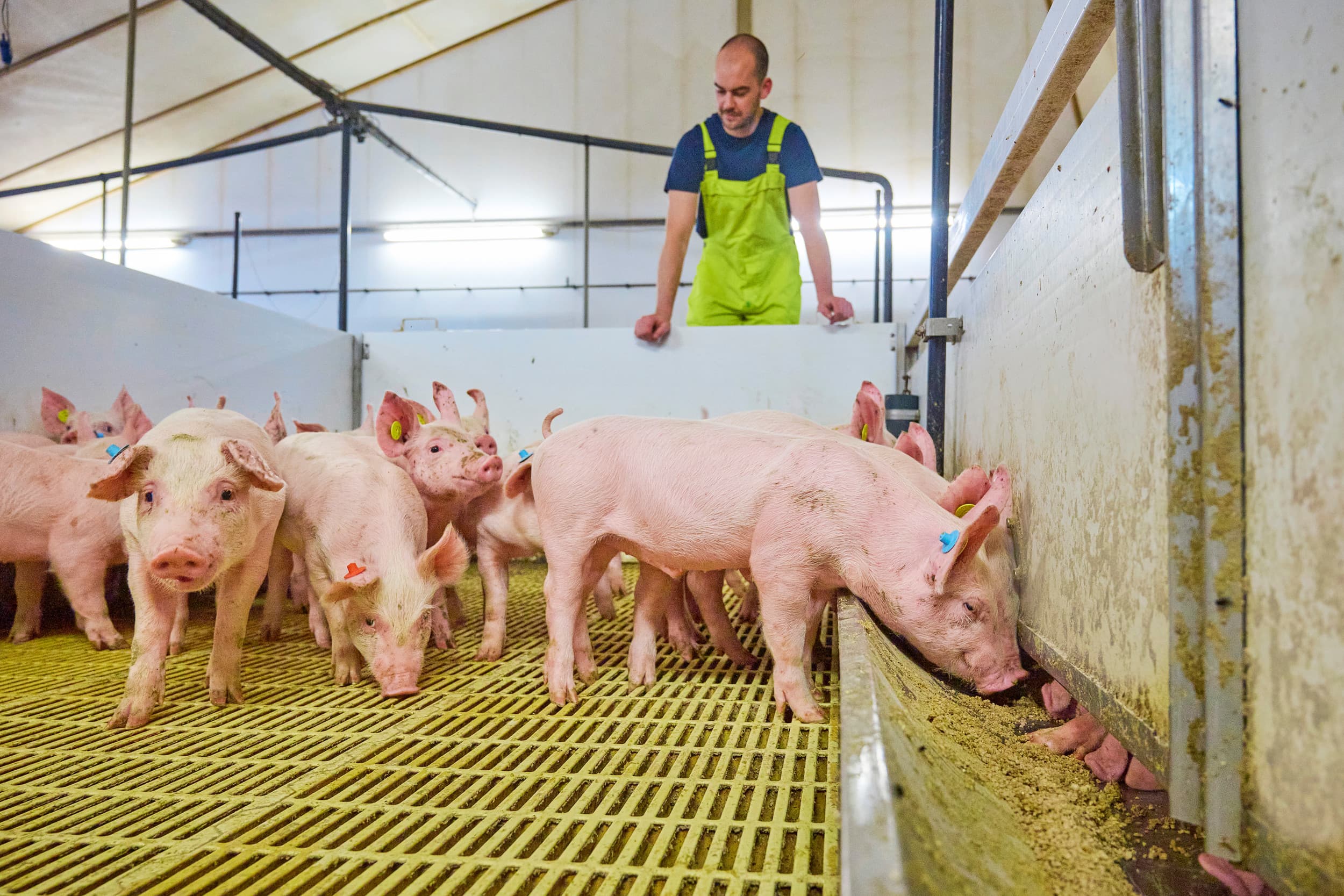 Biggen in de stal. In sommige bedrijven is nog extra inzet nodig om het antibioticagebruik terug te dringen tot een aanvaardbaar niveau, meldt de SDa. Foto: Van Assendelft Fotografie