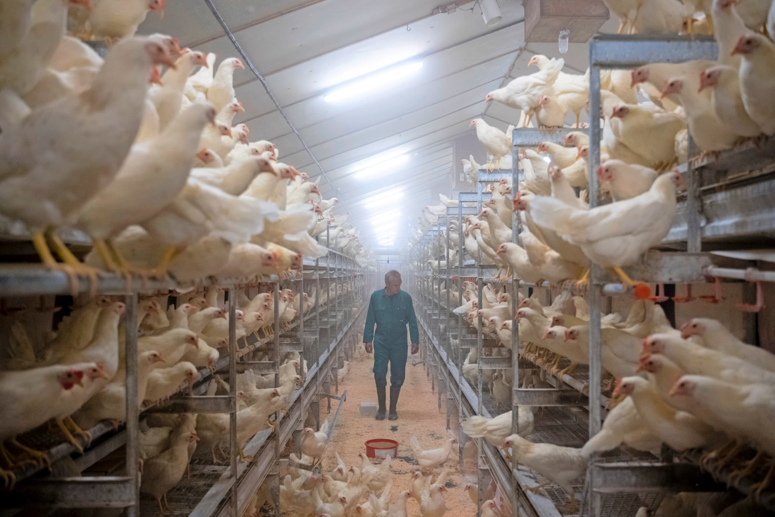 Fijnstof en ammoniak zijn voor de pluimveehouderij de belangrijkste emissies. Er is al veel gedaan, maar met name op het gebied van fijnstof moeten veel bedrijven aan de bak. – Foto: Bram Becks