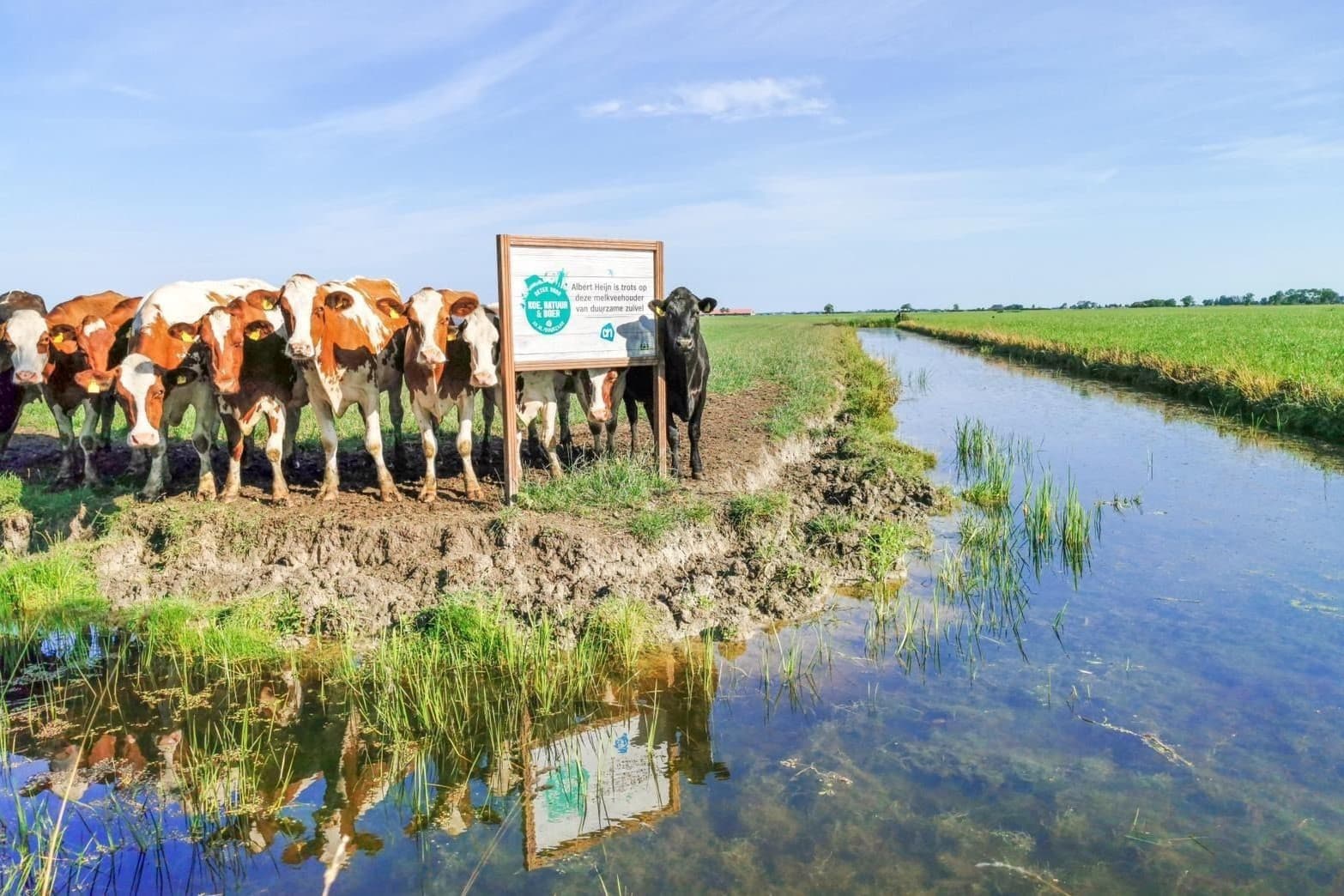 AH rapporteert een weidegang van 170 dagen voor de koeien, net onder de gewenste 180, maar nog steeds boven de vereiste 120, vanwege natte omstandigheden. – Foto: Albert Heijn