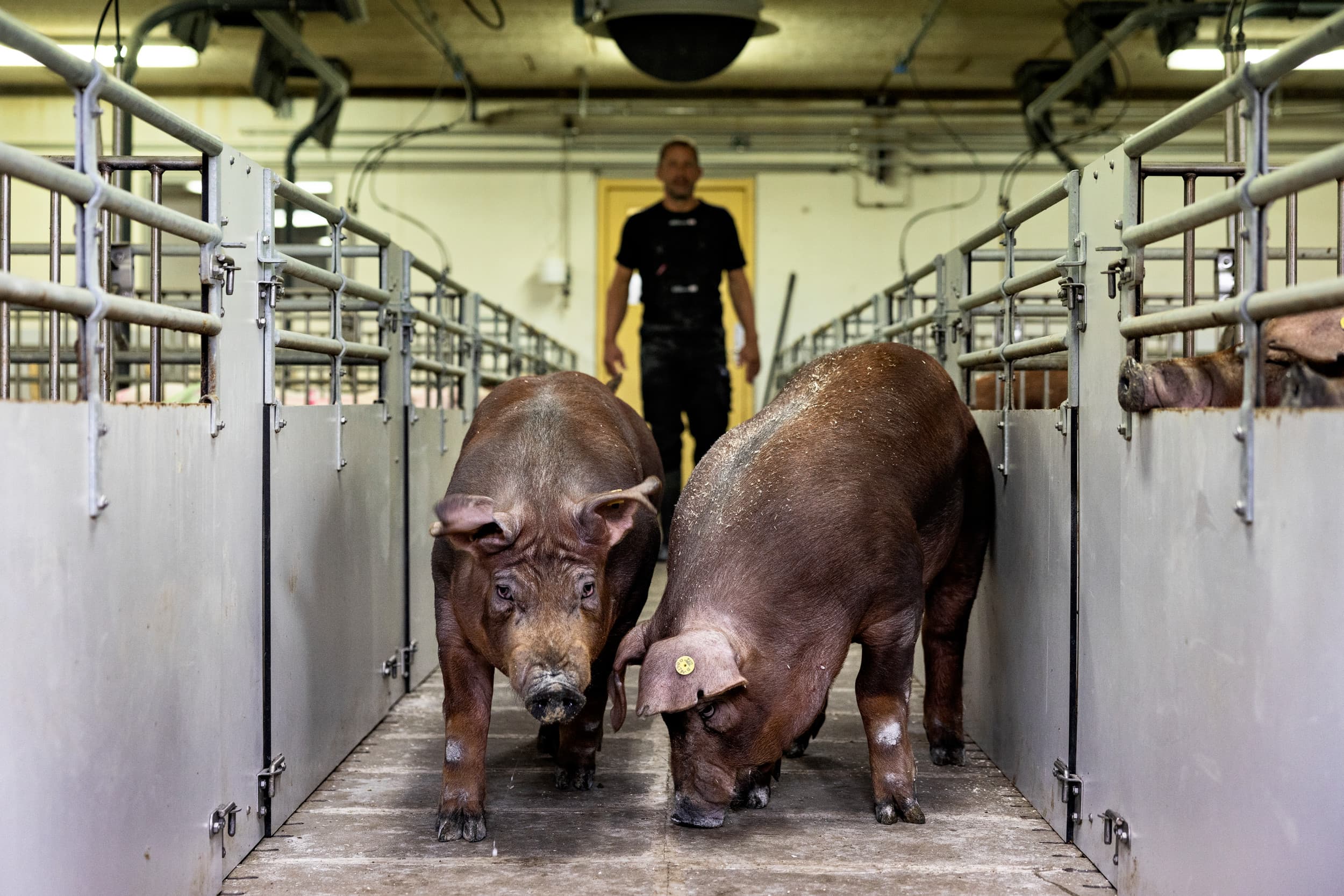 De Danbred-Duroc in de stal van het Deense fokbedrijf Eskegaard. De Duroc wint in Nederland aan marktaandeel, is de verwachting. – foto: Niels Hougaard