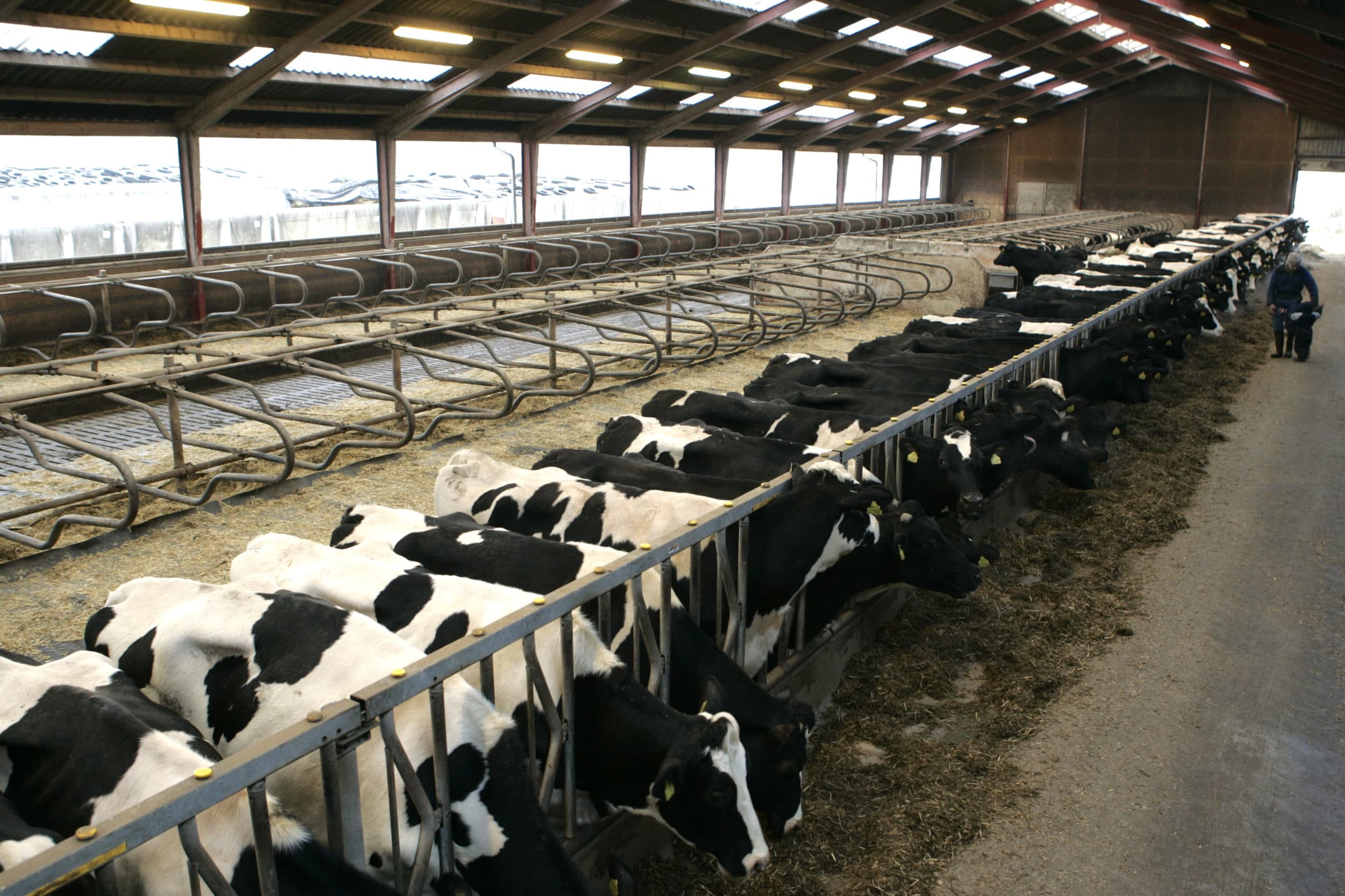 Het verlies van de derogatie betekent dat Deense veehouders ongeveer 30.000 extra hectare nodig hebben om mest te verwerken, wat grote impact heeft op 40 procent van de melkveebedrijven. – Foto: Bas van Hattum