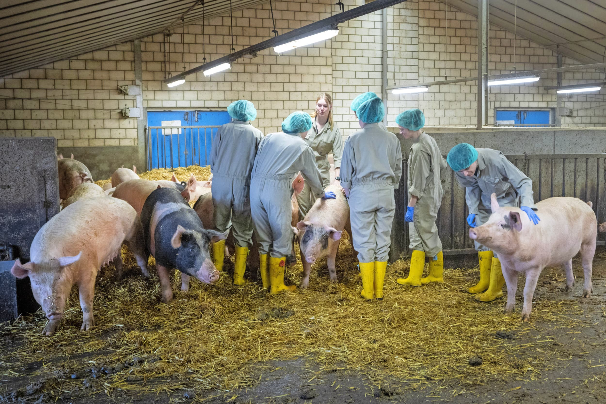 universiteitsboerderij dierenwelzijn