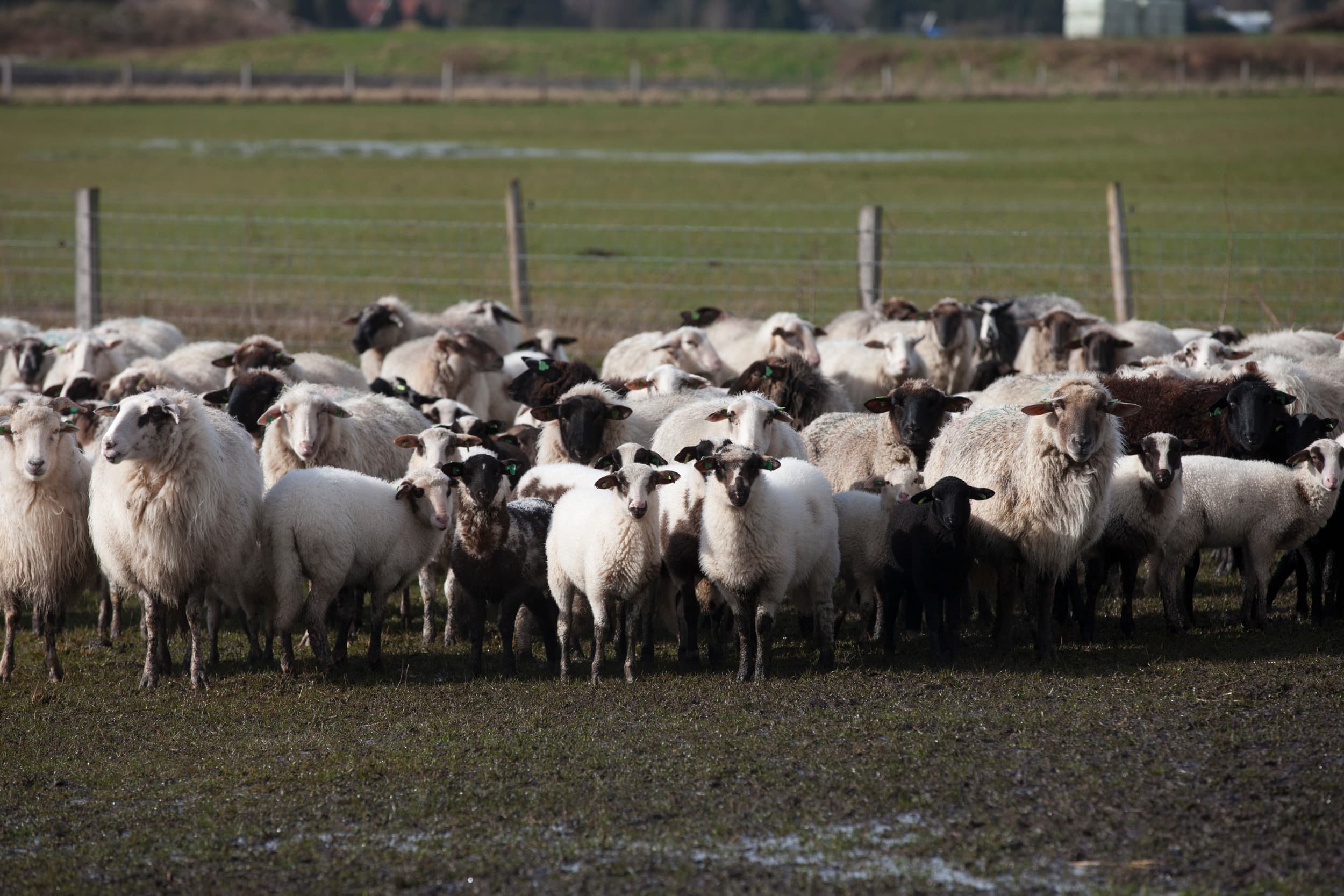 blauwtong en verspreiding via diertransporten