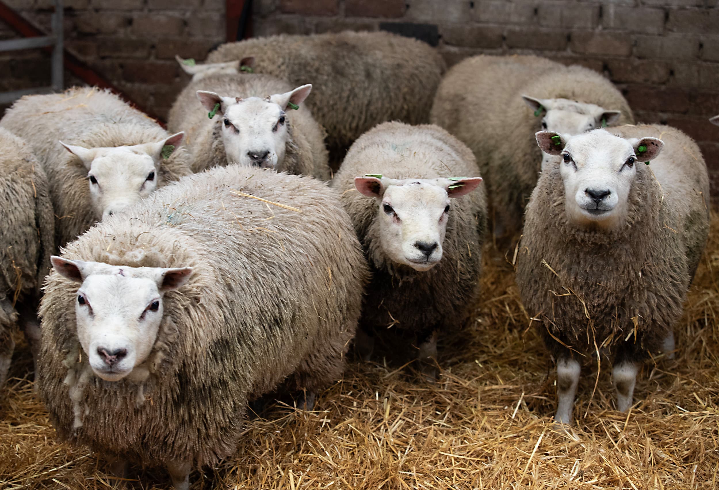 In Nederland zijn volgens LNV zo'n 1 miljoen schapen. Landbouwminister Piet Adema laat weten dat er binnen enkele weken voldoende vaccins beschikbaar zijn om alle schapen en een groot deel van de runderen in Nederland te vaccineren. – Foto: Hans Banus