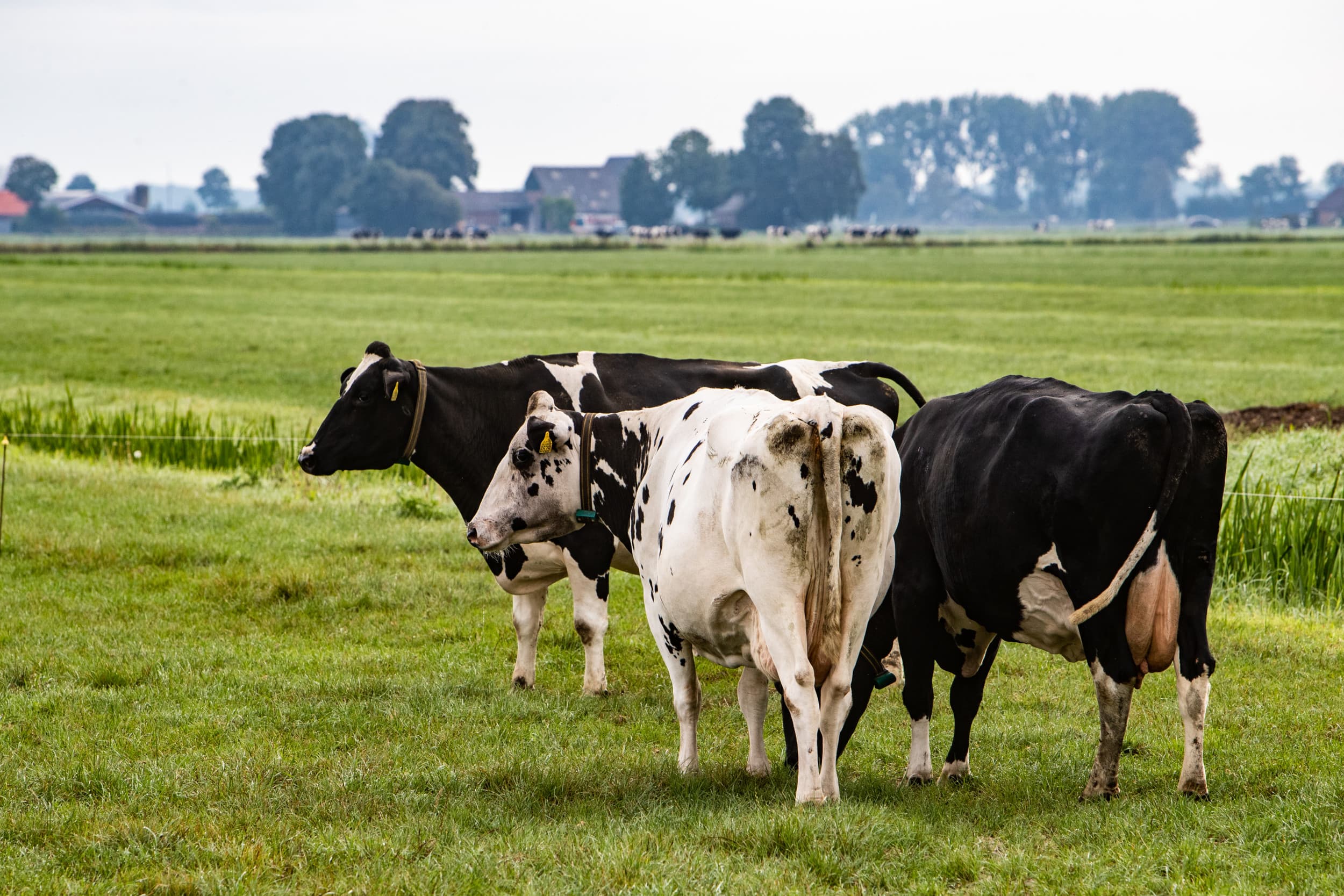 melkproductie Noordwest-Europa