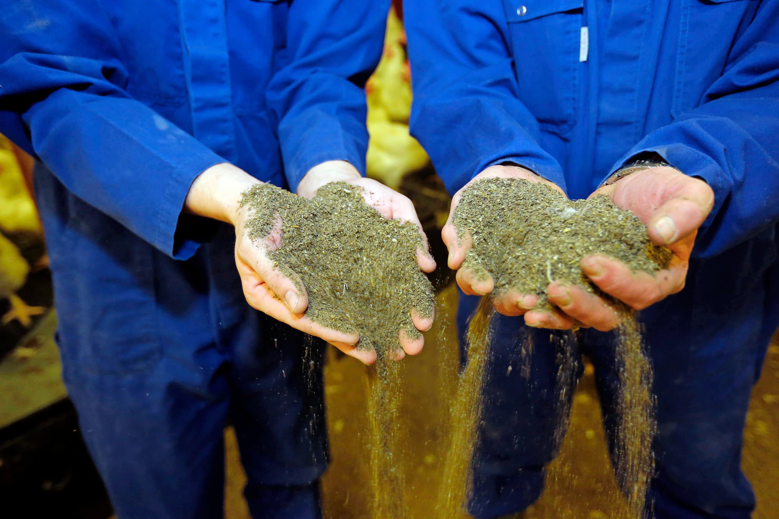 Veel pluimveehouders hebben geïnvesteerd in een warmtewisselaar en produceren drogere, stapelbare mest. – Foto: Bert Jansen