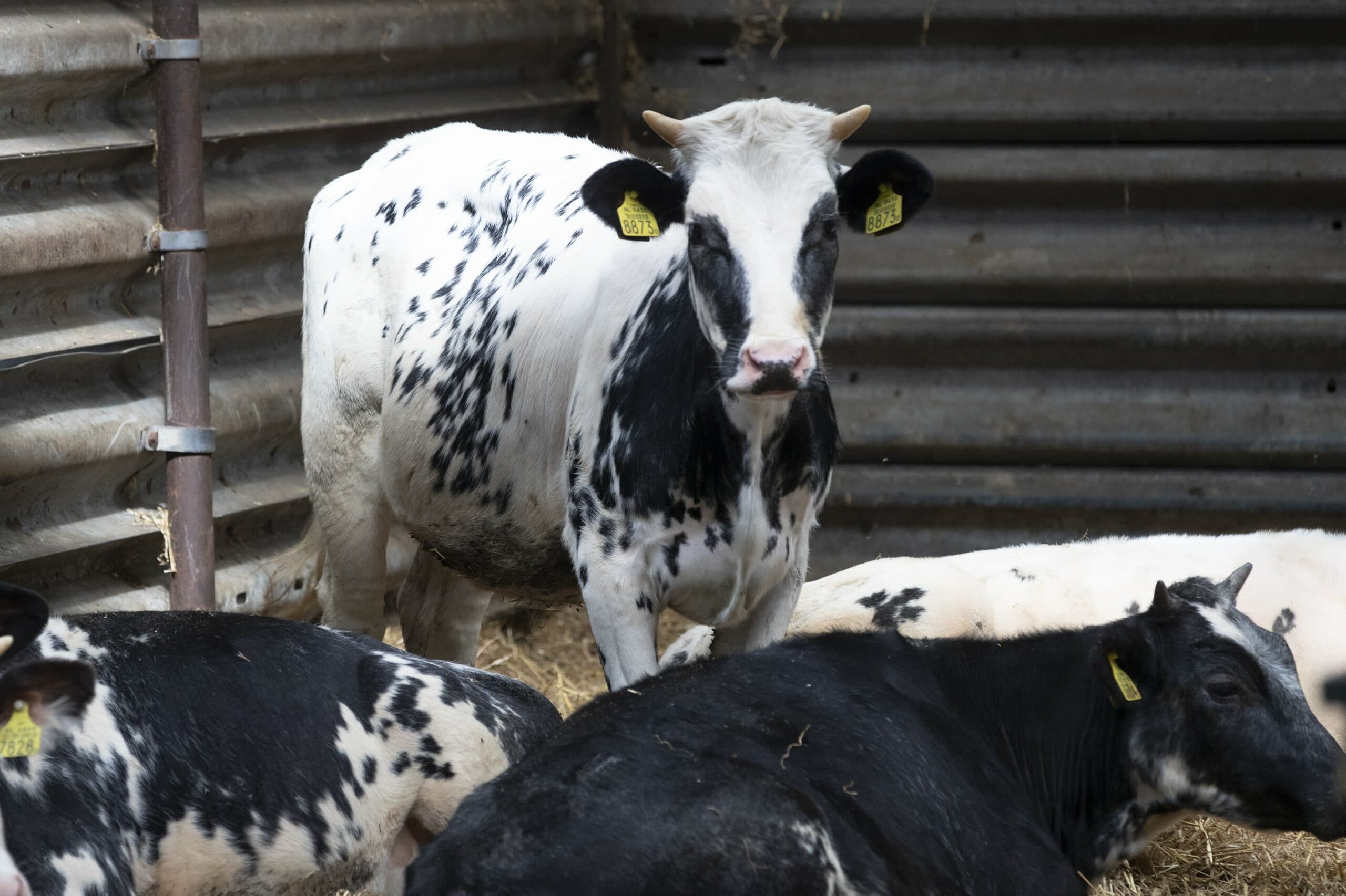 Colombia blokkeert sinds halverwege april de import van Amerikaans rundvlees. Dat maakte het Amerikaanse ministerie van landbouw eerder al bekend. Het exportverbod van rauw rundvlees richting het Zuid-Amerikaanse land treft acht staten waar vogelgriep is uitgebroken. – Foto: Hans Banus