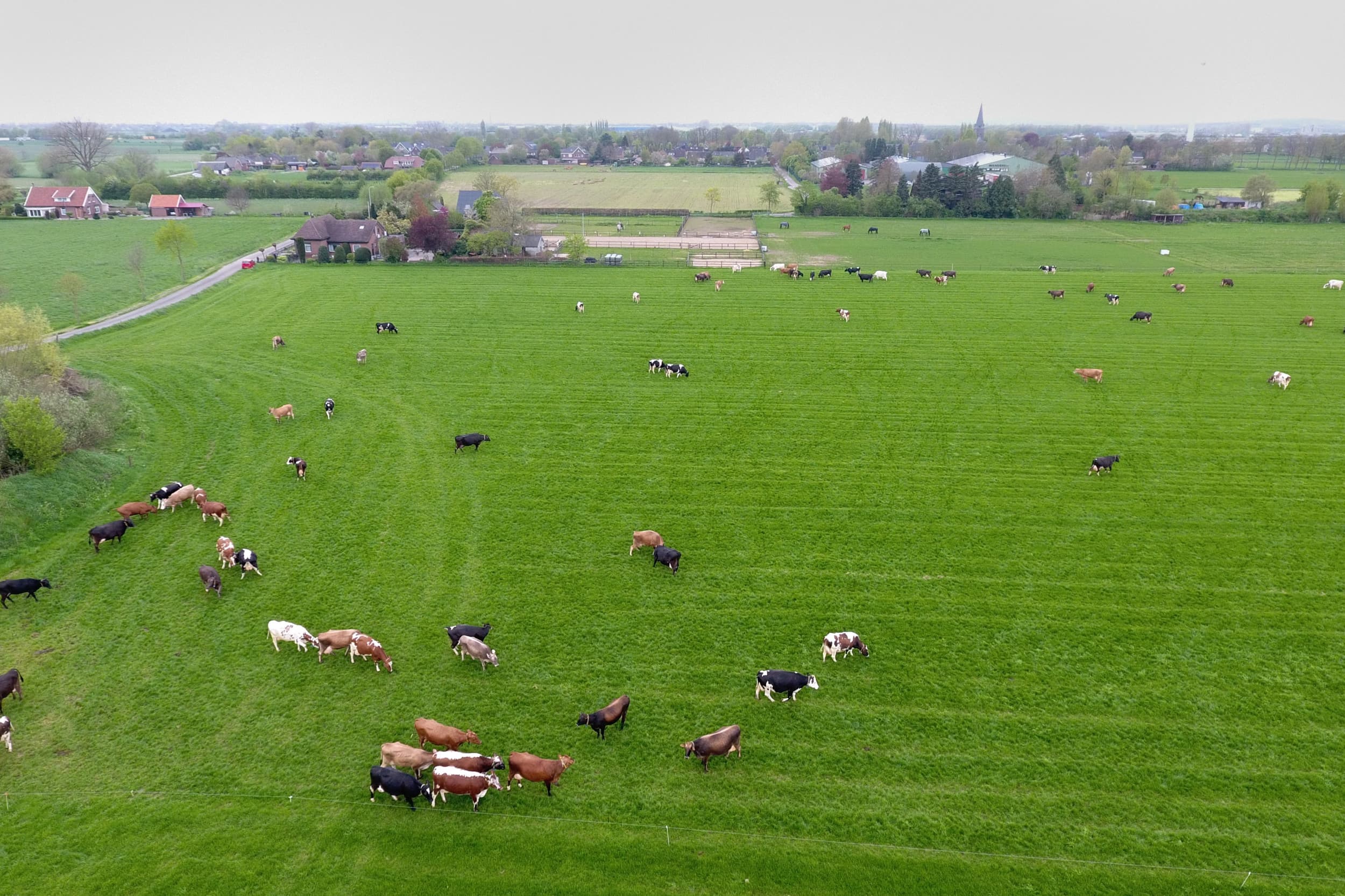 Het politieke debat wijst op een onvermijdelijke krimp van de veestapel, met nieuwe beleidsmaatregelen die deze verandering in gang zetten. – Foto: Henk Riswick