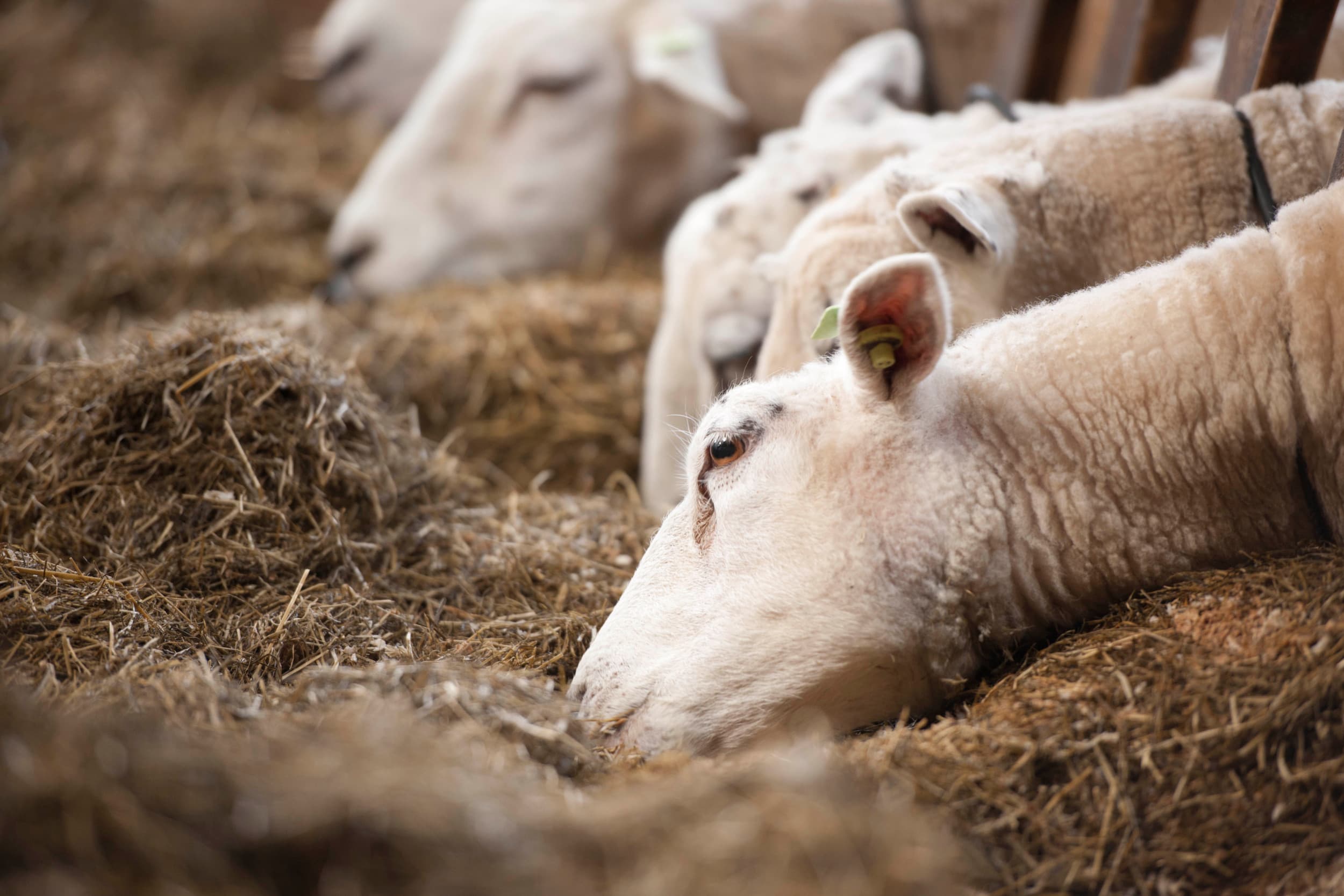 De bedrijfshouder heeft besloten alle schapen af te voeren als onderdeel van de opgelegde maatregelen. – Foto: Mark Pasveer