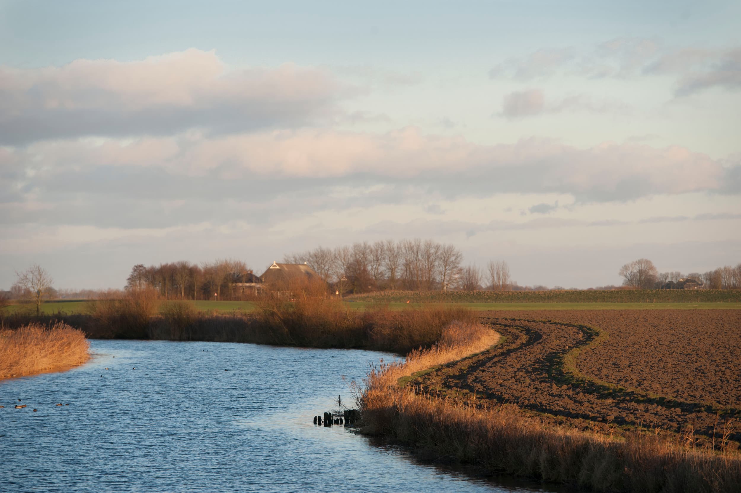 NVWA onderzocht oppervlaktewater op bruinrotbacterie.