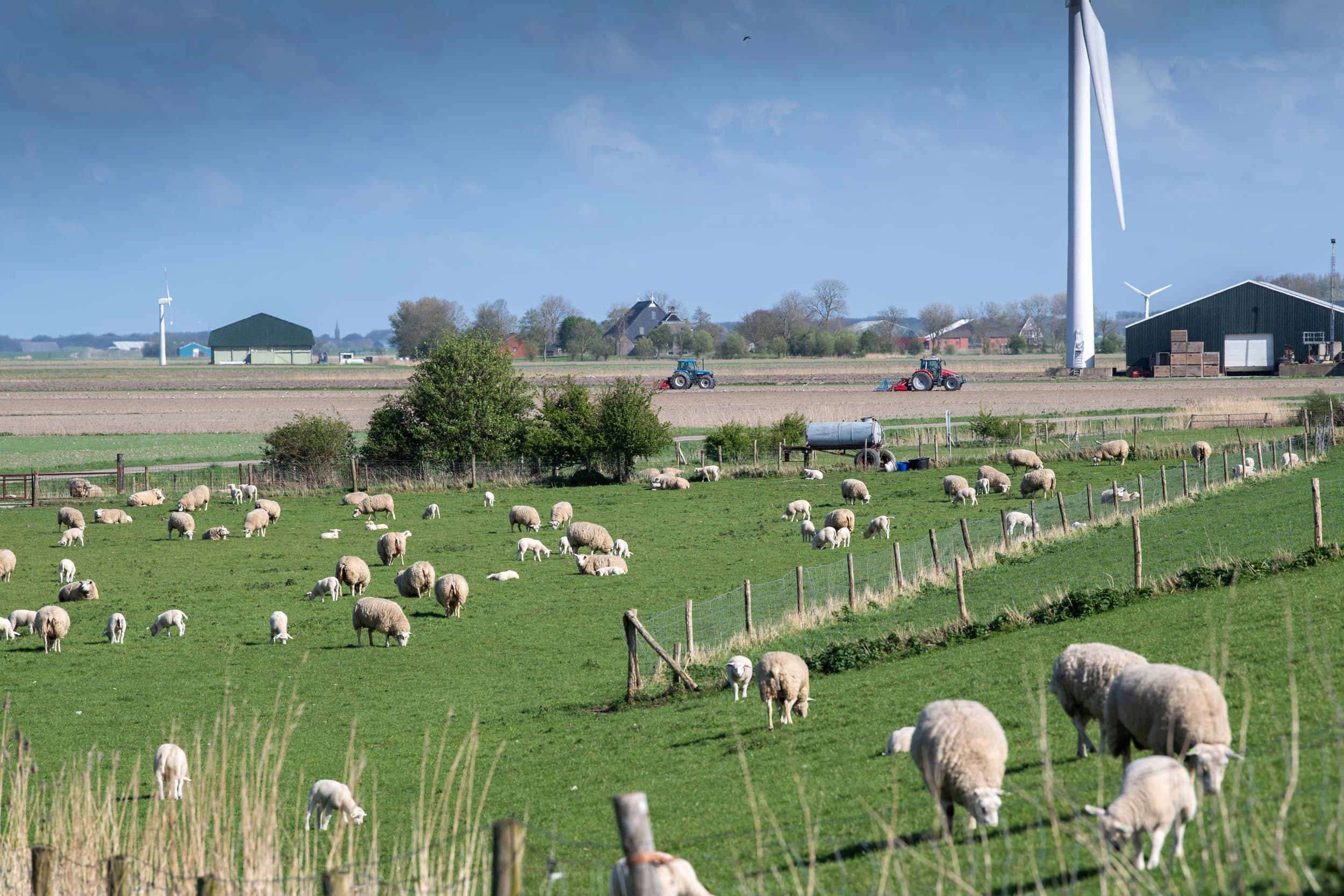 De impact van blauwtong op veehouderijbedrijven verschilt sterk tussen bedrijven en diersoorten. Dat blijkt uit onderzoek van de gezondheidsdienst voor dieren Royal GD. Bij schapen waren de verschijnselen ernstig. Bijna 75% van de klinisch zieke dieren is bezweken aan de ziekte. – Foto: Mark Pasveer