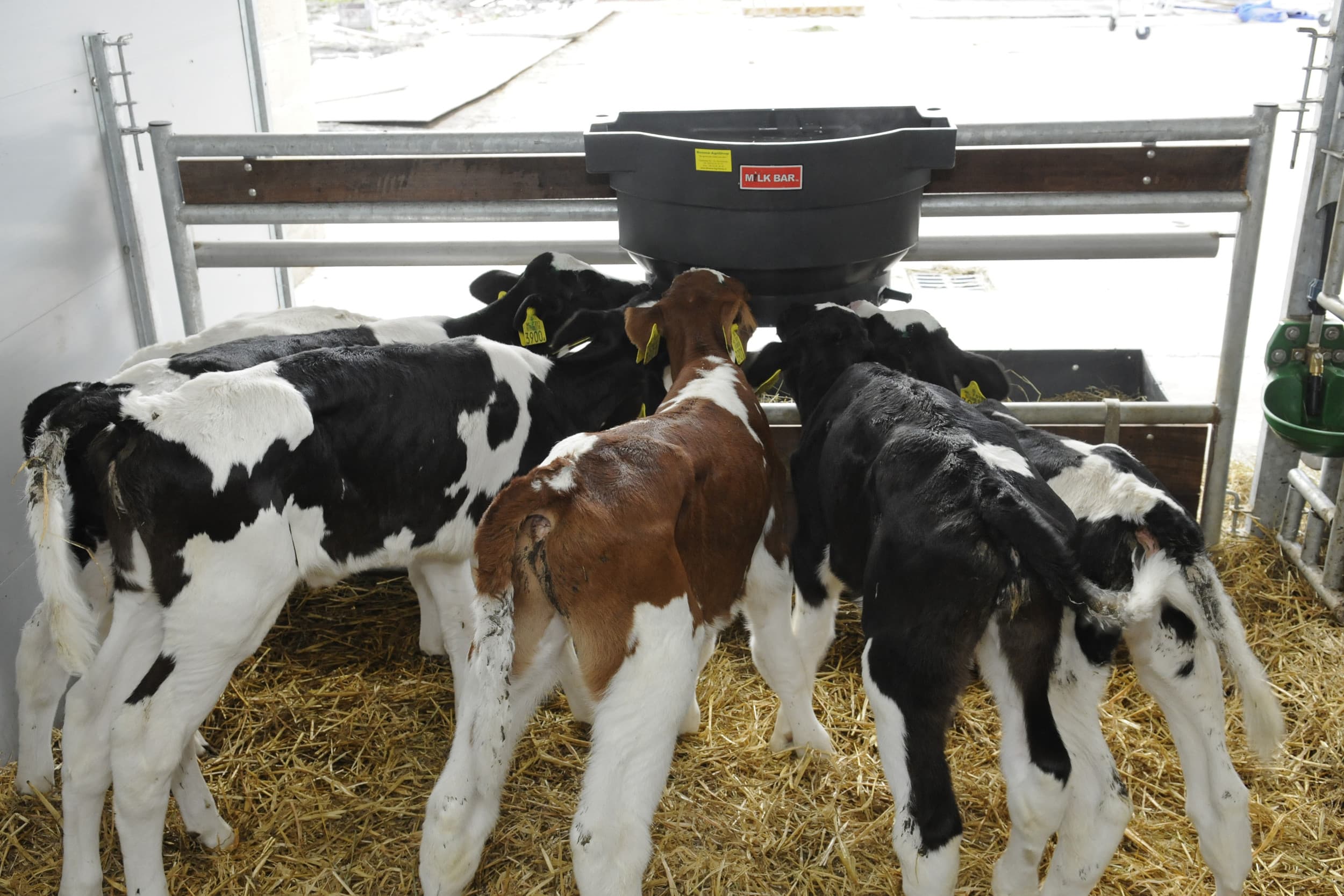 vaarzenmastitis