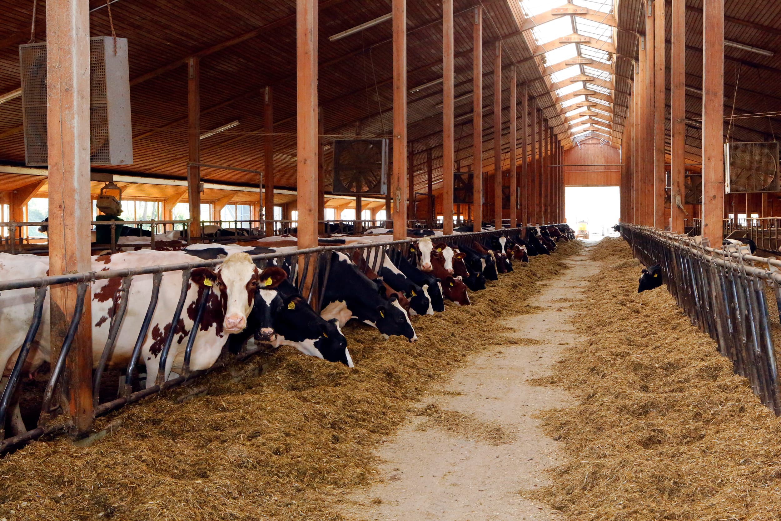 Kleine melkveehouders en biologische verenigingen steunen het nieuwe initiatief voor prijsregulering, maar grote zuivelbedrijven en boerenverenigingen zijn fel tegen, vrezend voor blijvende impact op de melkprijzen in Duitsland. – Foto: Henk Riswick