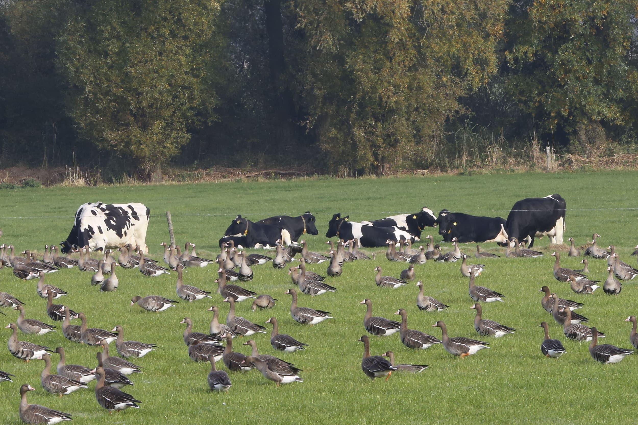 De Jagersvereniging wil ganzen op de wildlijst zetten, waardoor ze alleen worden geschoten buiten broedseizoen, rui of jongenperiode. – Foto: Henk Riswick