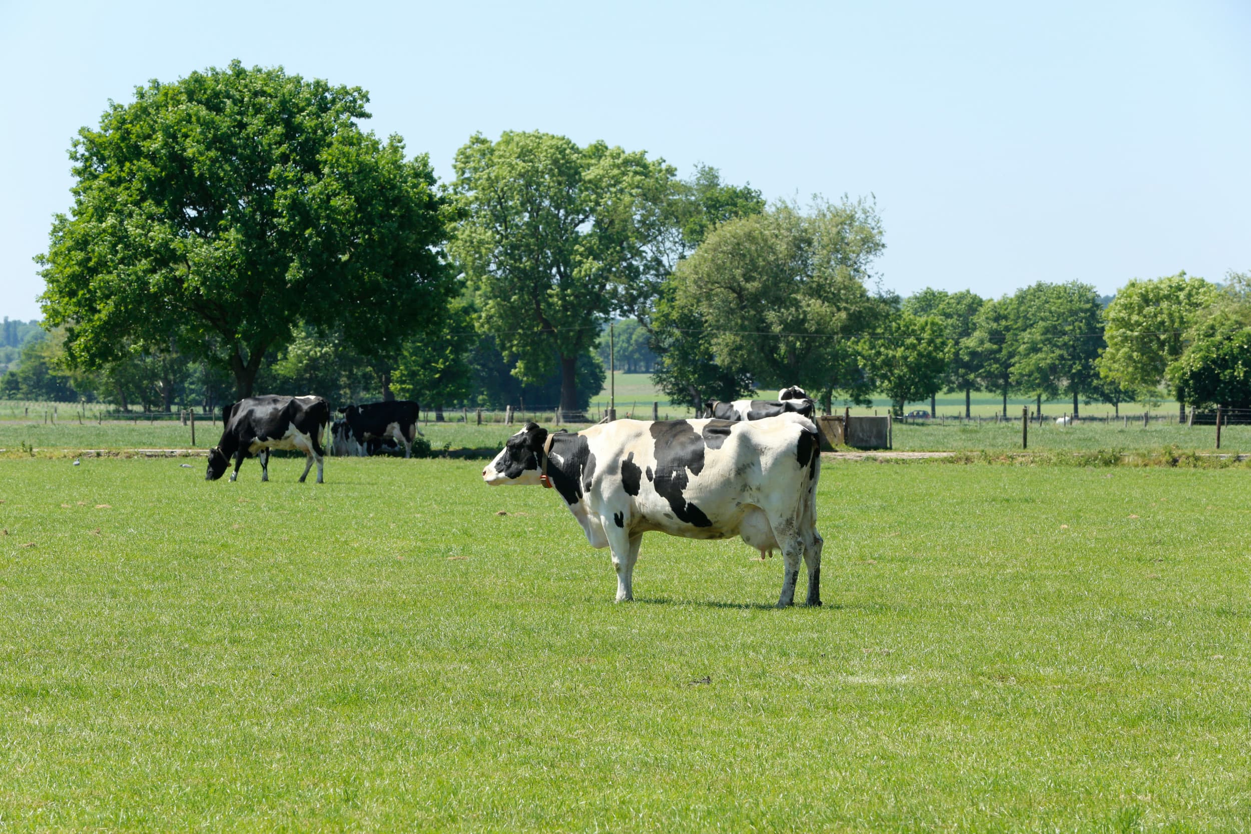 Duitse melkveehouders hebben moeite om de melkproductie op te schroeven tot boven het peil van vorig jaar. – Foto: Henk Riswick