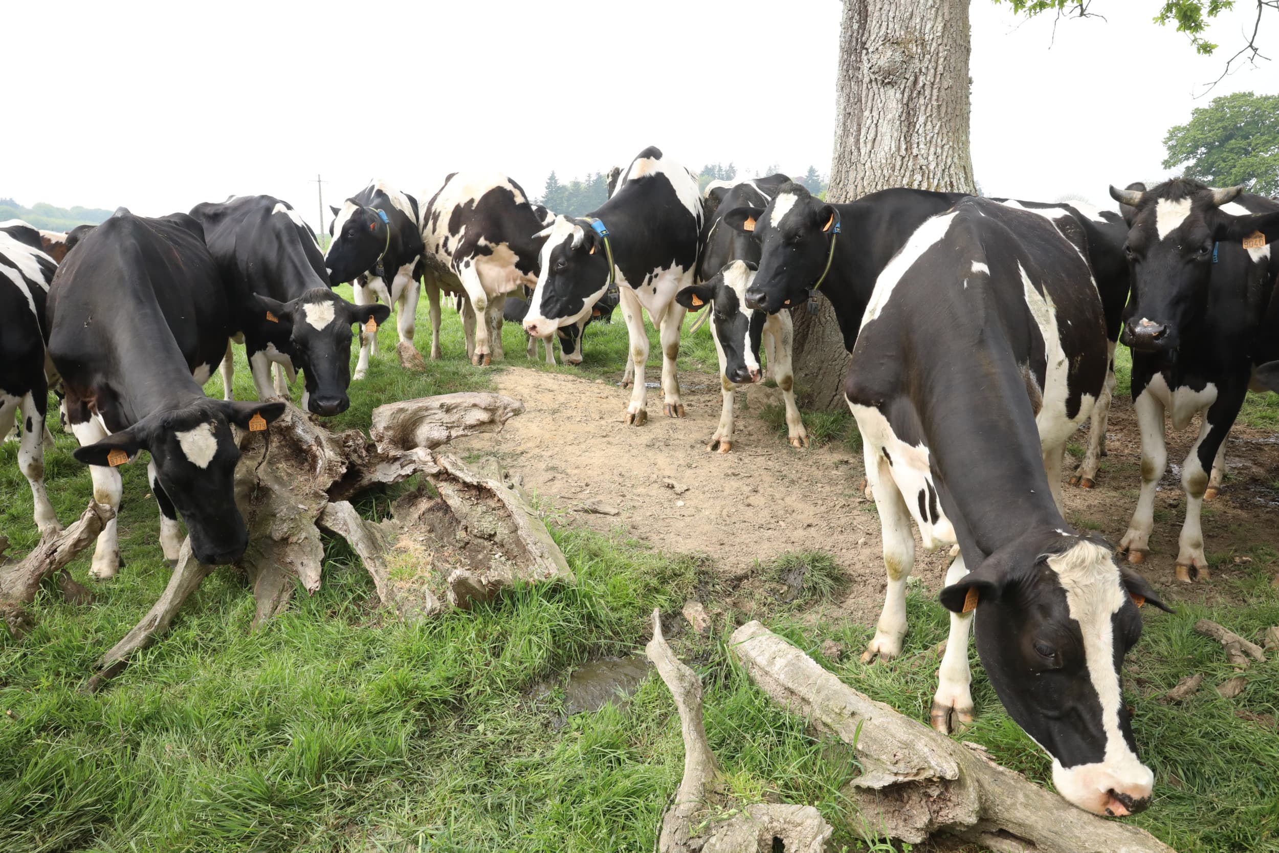 minder winst zuivelconcern lactalis