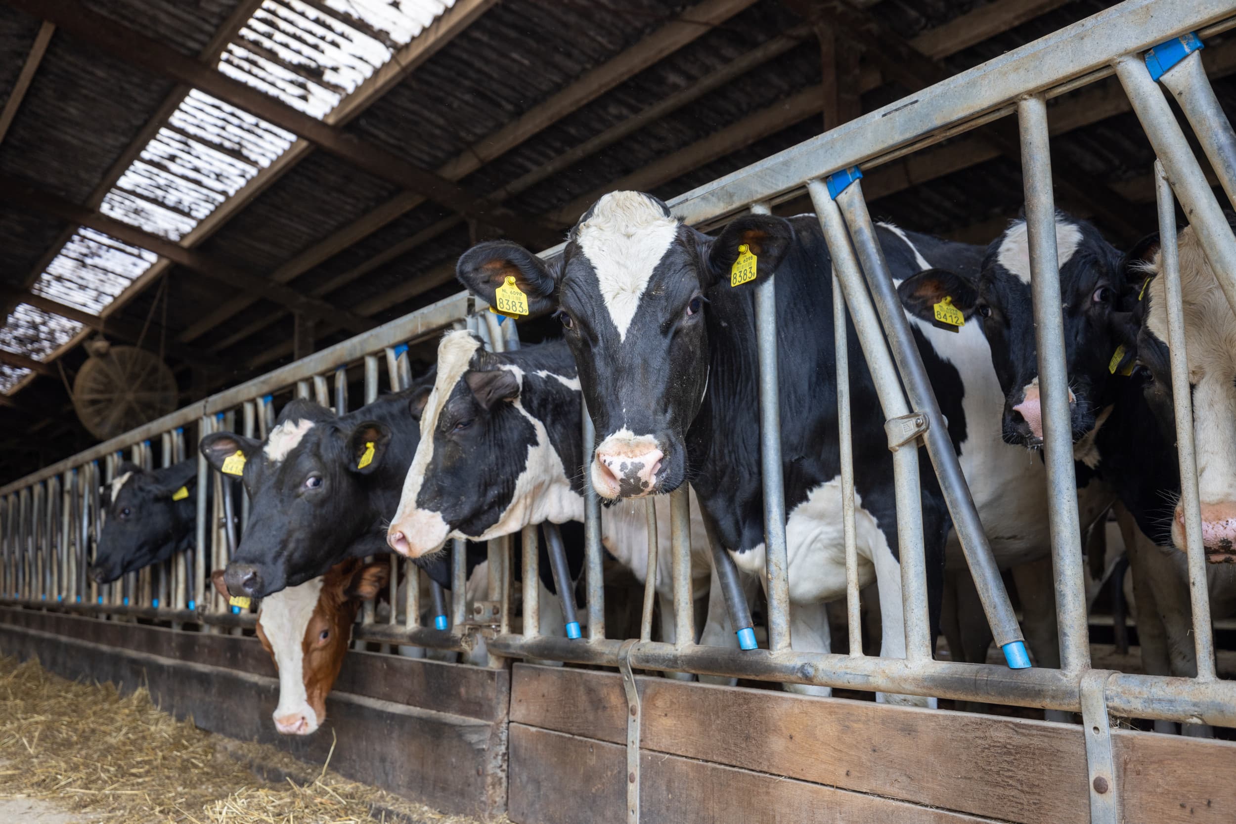 WUR onderzocht de gevolgen van de afbouw van derogatie op negen verschillende typen melkveebedrijven, variërend in grondsoort, regio, en wel of geen derogatie. – Foto: Peter Roek