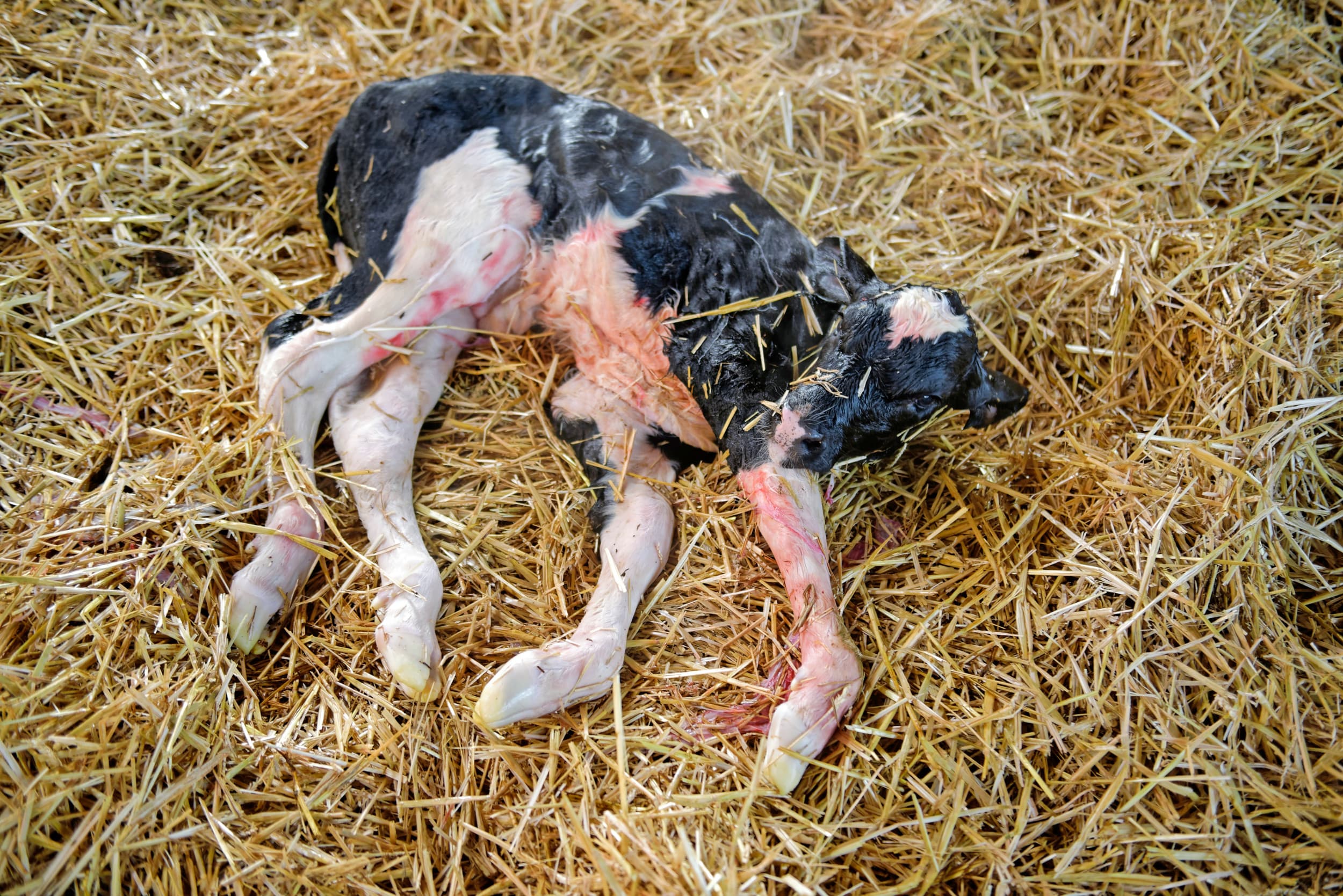 Vlak na de geboorte kan via genetisch onderzoek de levensproductie voorspeld worden. Met nieuwe technieken kan dit nauwkeuriger. – Foto: Lex Salverda
