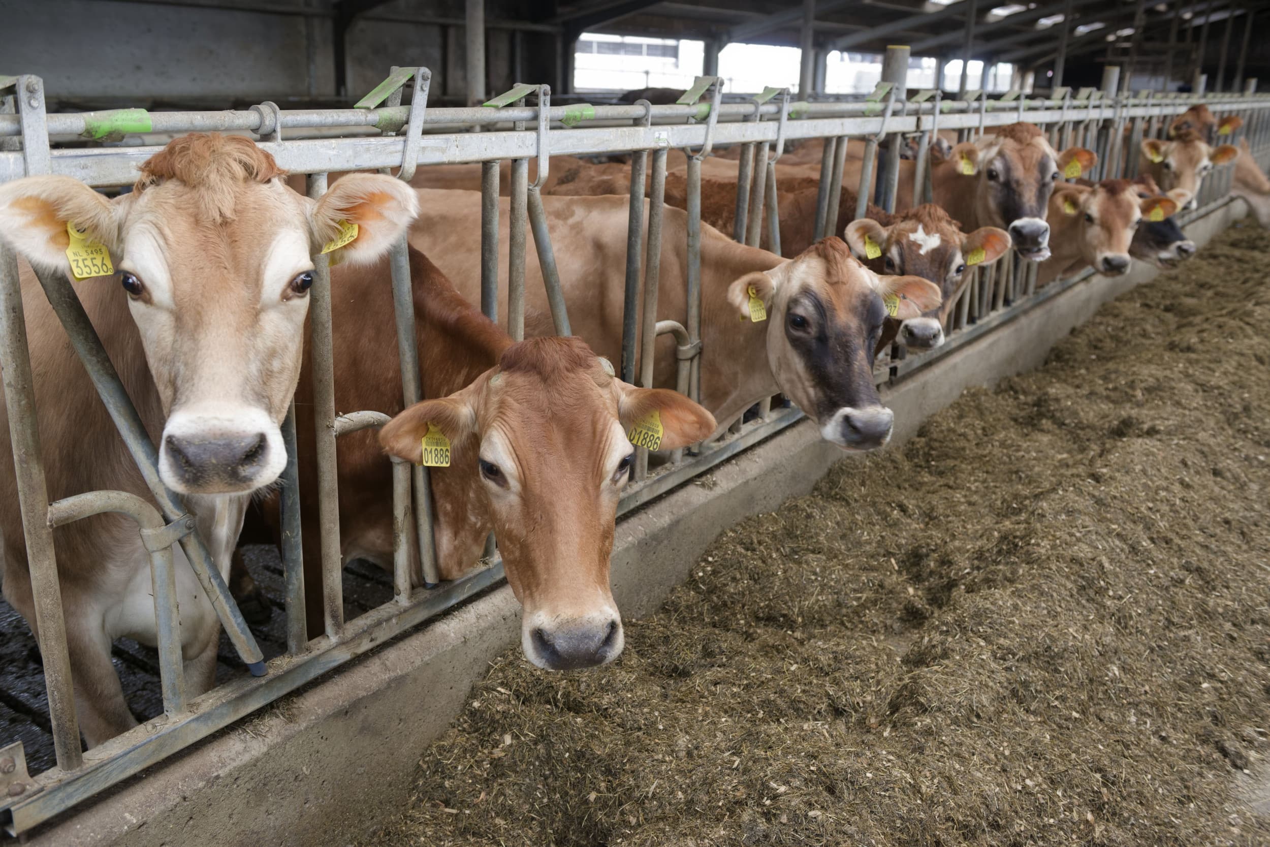 niet saneren met steun overheid