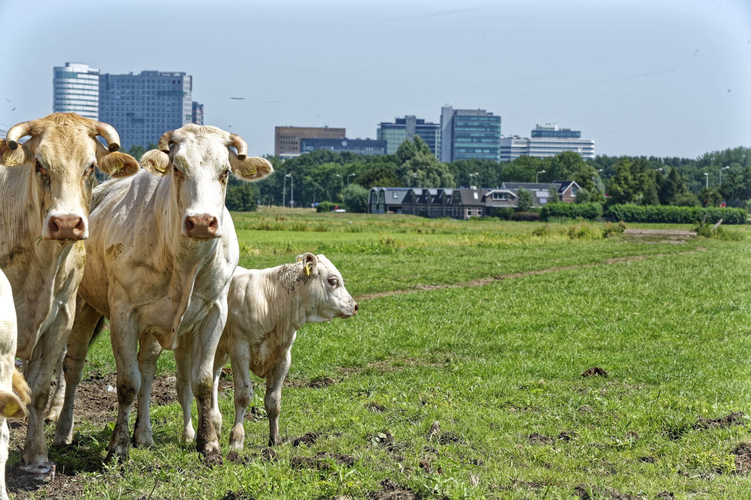 We zullen er aan wennen dat de grens tussen stad en platteland nog verder gaat vervagen. Deze twee werelden kruipen naar elkaar toe, vrijwel elke toekomstverkenning stelt dit vast. – Foto: Lex Salverda