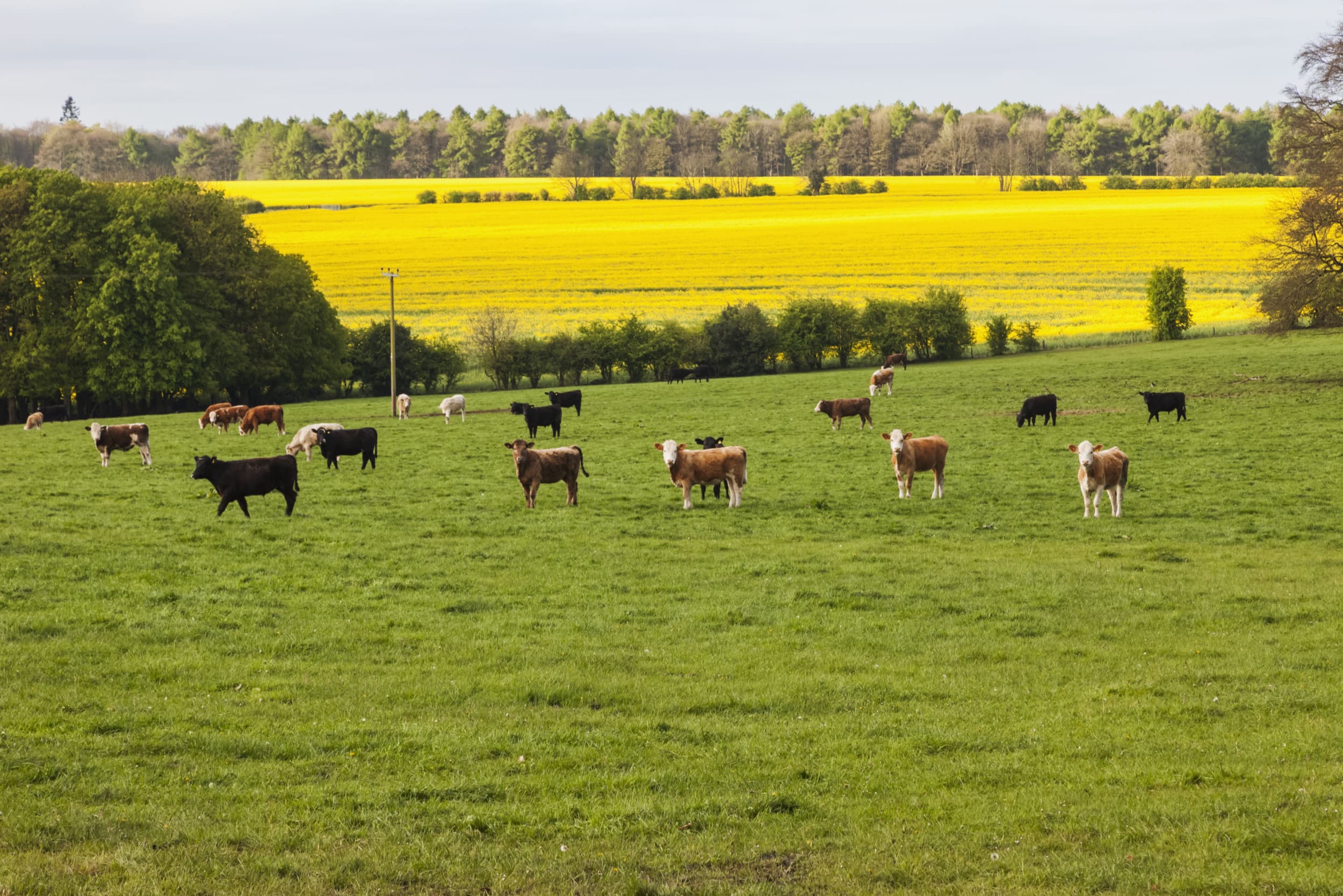 Koeien in een weiland in de Engelse regio Worcestershire. In het Verenigd Koninkrijk roepen boerenbonden de supermarkten, en ook de overheid, op tot het steunen van de Britse boer. – Foto: ANP