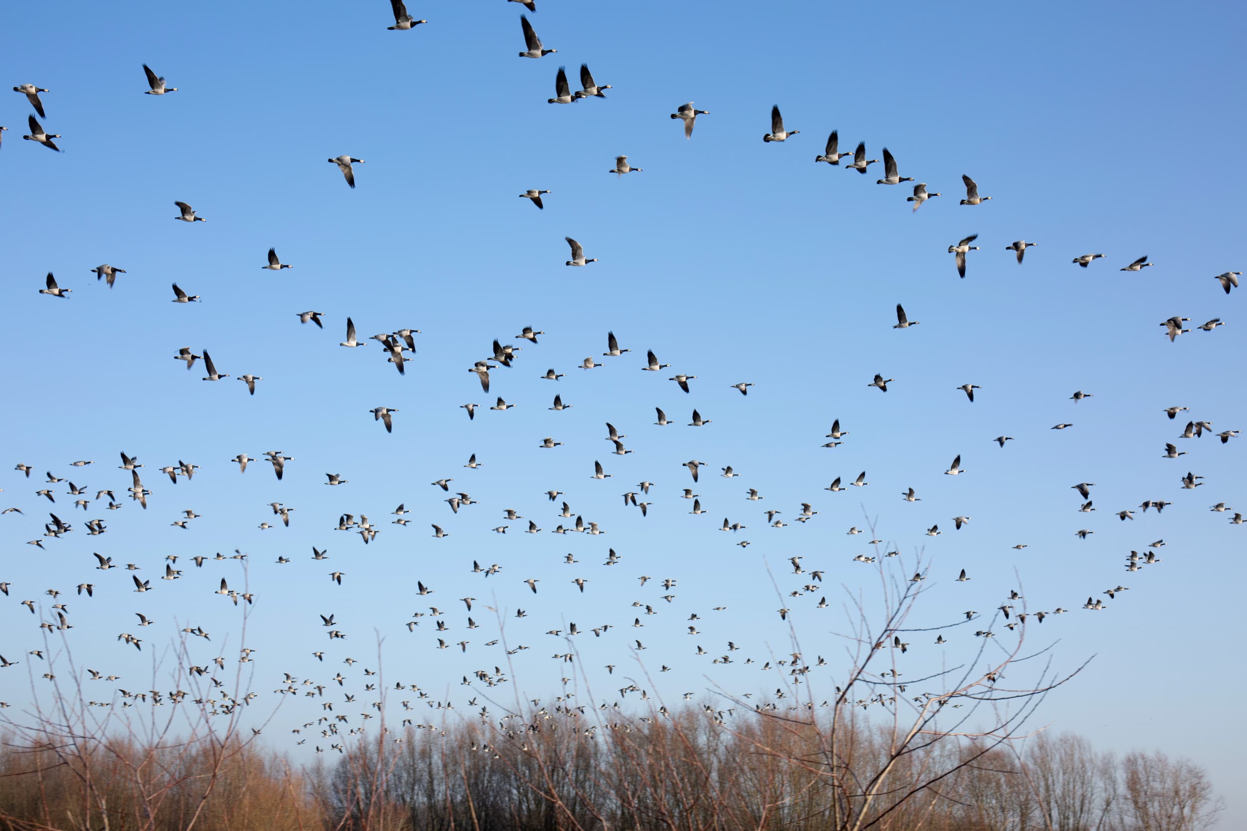 Trekvogels kunnen ongewild aviaire influenza verspreiden, wat risico's oplevert voor zowel dierlijke als menselijke gezondheid. – Foto: Herbert Wiggerman
