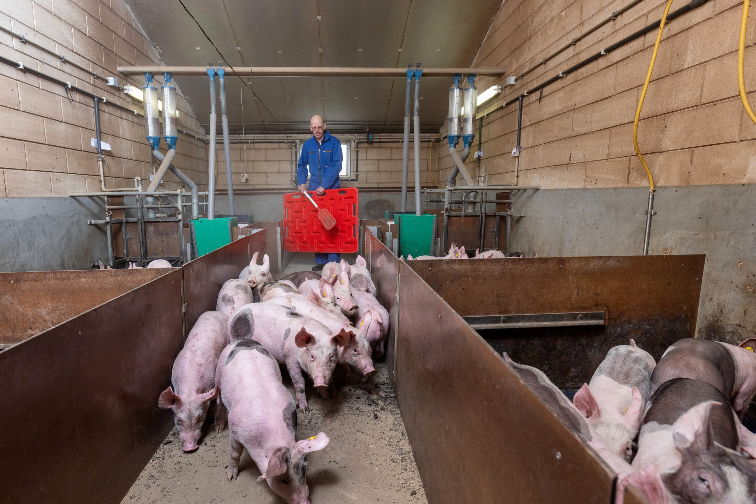 Varkenshouder en piekbelaster André van Setten levert een koppel biggen af. Hij legt deze niet meer zelf op. Hij verwacht eind juli leeg te staan.