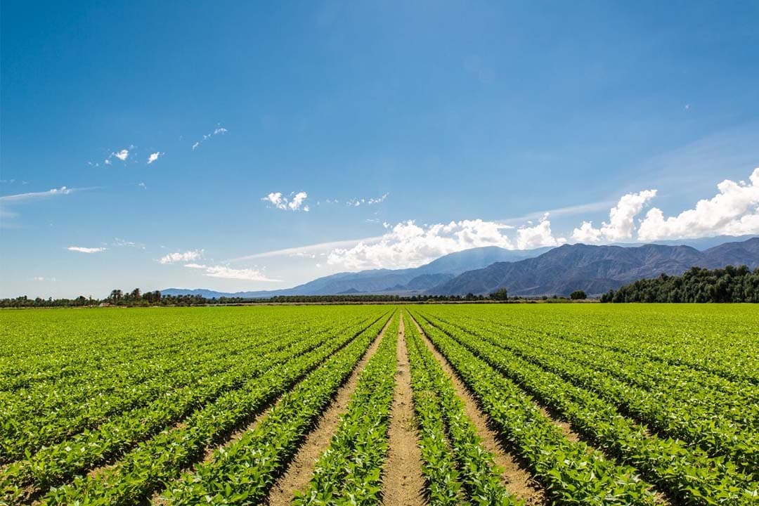 Perceel met biologische sojabonen in Californië. De onderzoekers deden het onderzoek  omdat de staat Californië, net als de Europese Green Deal, doelstellingen heeft voor het aandeel biologische landbouw. – Foto: Canva