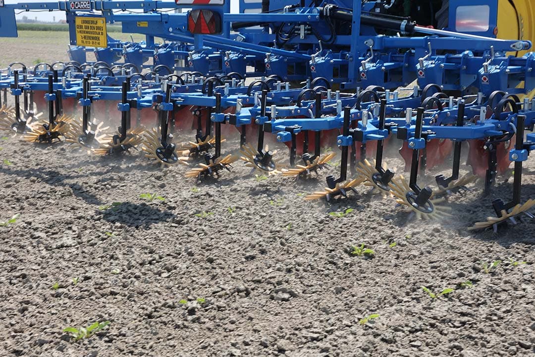 Een glyfosaatverbod bevordert de biodiversiteit en vermindert milieurisico's, waarbij onderzoekers adviseren dat boeren zorgvuldig alternatieve onkruidbeheersstrategieën zoals schoffelen overwegen. - Foto: Roel Dijkstra