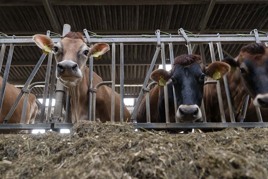 In gebieden met veel intensieve veehouderij of veel verkeer was de sterfte door corona hoger dan in andere gebieden. - Foto: Lex Salverda