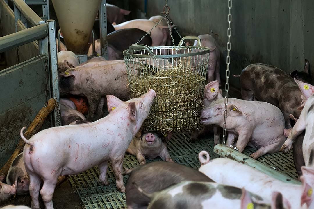 Het Good Farming Balance-concept van Vion is een duurzaam vleesproductiesysteem dat voldoet aan strenge dierenwelzijnseisen en de ecologische voetafdruk van varkensvleesproductie minimaliseert. - Foto: Ronald Hissink