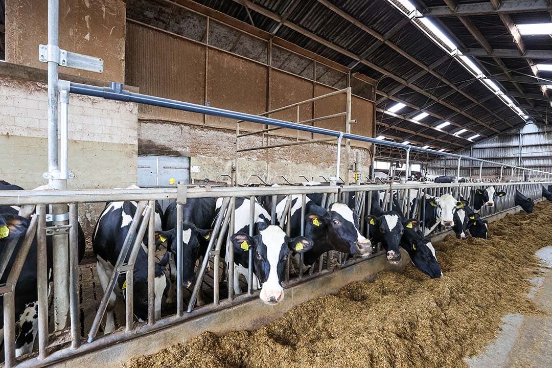 Sinds mijn laatste column is er best veel gebeurd. Het goede nieuws van onze kant is dat we na tien jaar voorbereidingen, plannen maken, plannen schrappen, heel veel praten, overleggen, vragen en smeken nu eindelijk van start zijn met de bouw van een nieuwe melkveestal. Foto ter illustratie. - Foto: Bert Jansen