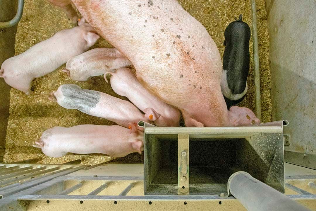 dierenwelzijn varkenshouder
