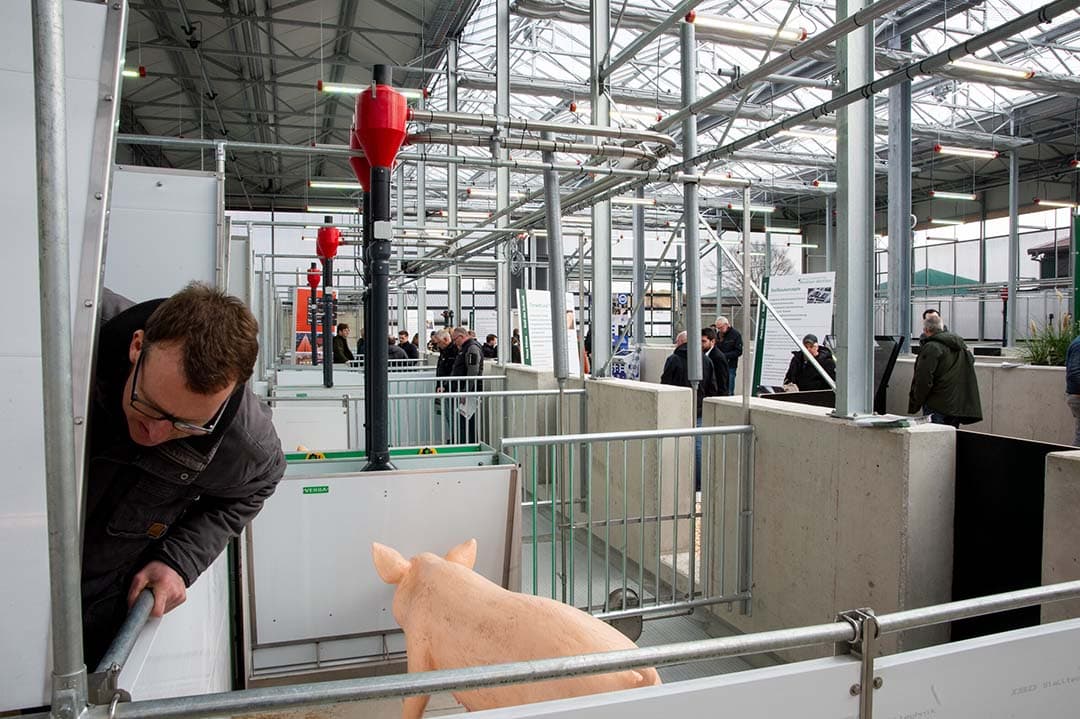 Het vreet- en mestgedeelte van de revolutionaire stal met geperforeerde mestband die urine en mest scheidt en direct afvoert uit de stal.