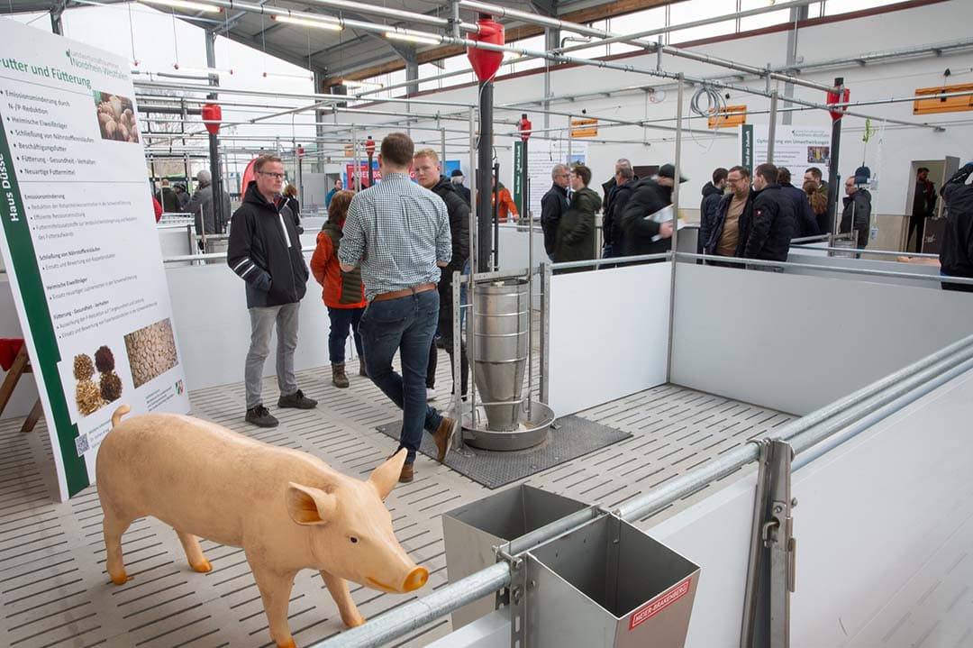 De doorontwikkelde stal met open nok. Onder het rooster zitten mestschuiven voor bronaanpak van emissies. De varkens liggen op een dichte vloer, in de naastgelegen ruimte.