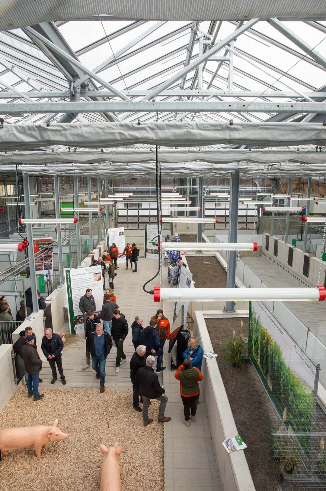 Een blik in de revolutionaire stal, met bakken waarin planten groeien. In de woelruimte komen houtsnippers in plaats van stro. De kanalen rechts zijn bedoeld om de snippers te beluchten, zodat die goed composteren.