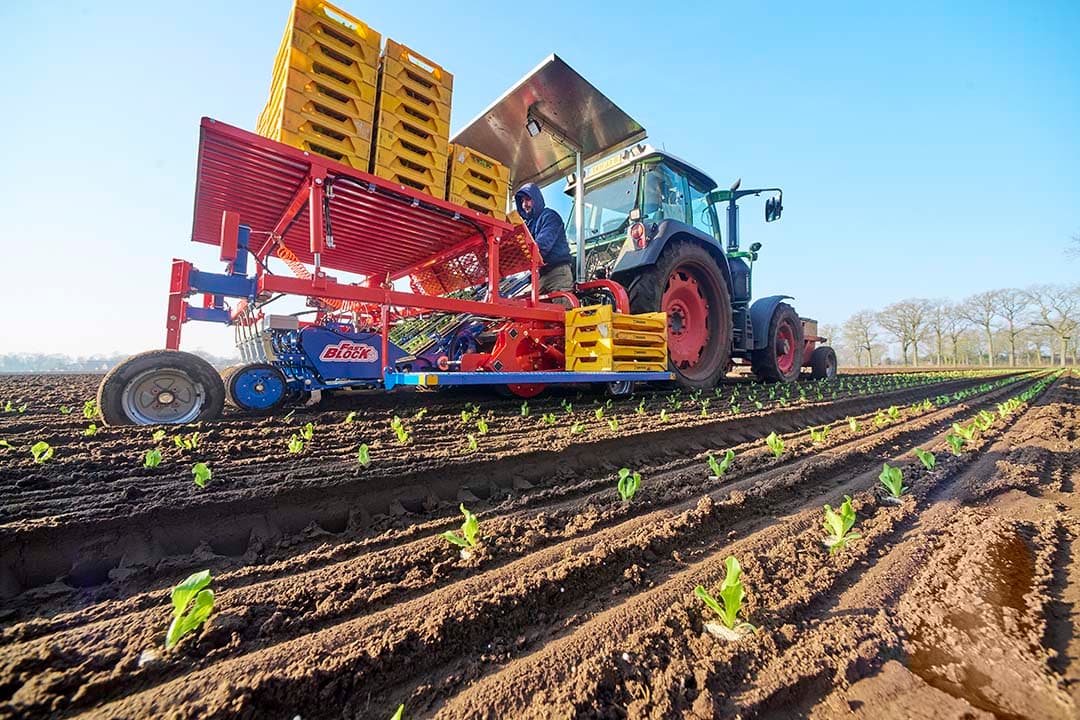 Het planten van ijsbergsla, afgelopen maand in Uden (N.-Br.). Het onderzoek focuste op de impact van de export van Nederlandse primaire landbouwproducten zoals vlees, zuivel, eieren, groenten, fruit, en sierteelt. - Foto: Van Assendelft Fotografie