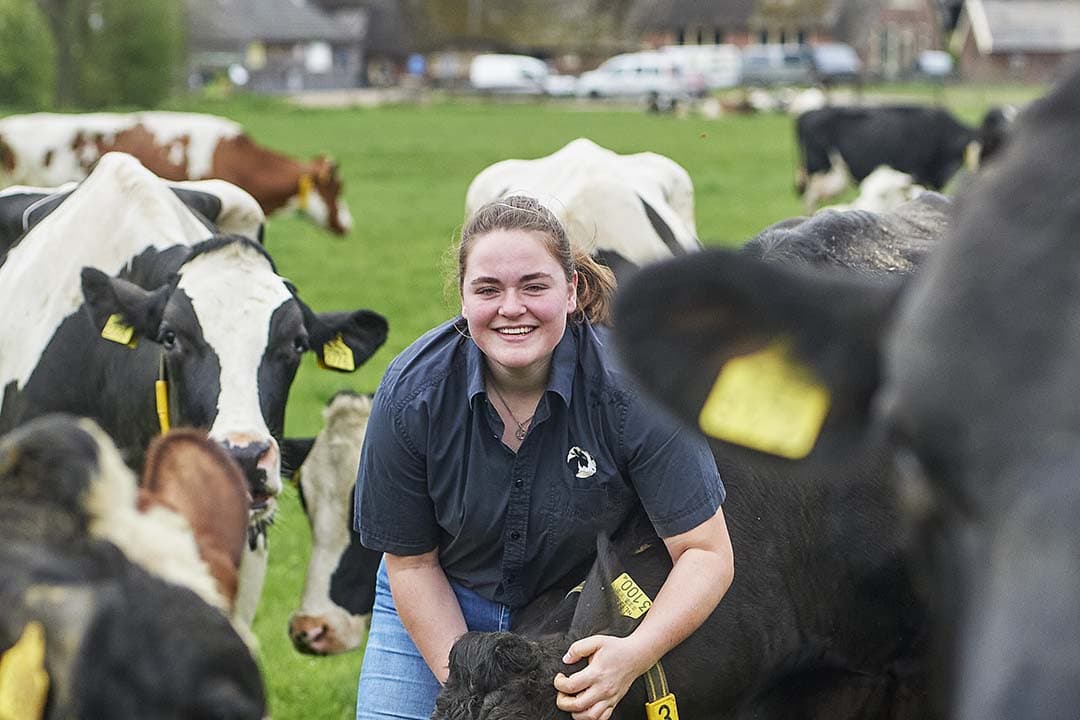 Droge koeien naar de wei brengen vindt Hanneke het mooiste aan haar vak. "Als ze uit de veewagen komen, zie je dat ze het zelf ook leuk vinden." - Foto's: Van Assendelft Fotografie
