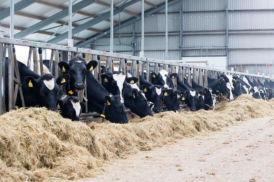 A-ware wijkt met het stabiel houden van de melkprijs af van een kleine verhoging bij FrieslandCampina, dat voor deze maand door te laag ingeschatte referentieprijzen een correctie doorvoerde. - Foto: Anne van der Woude