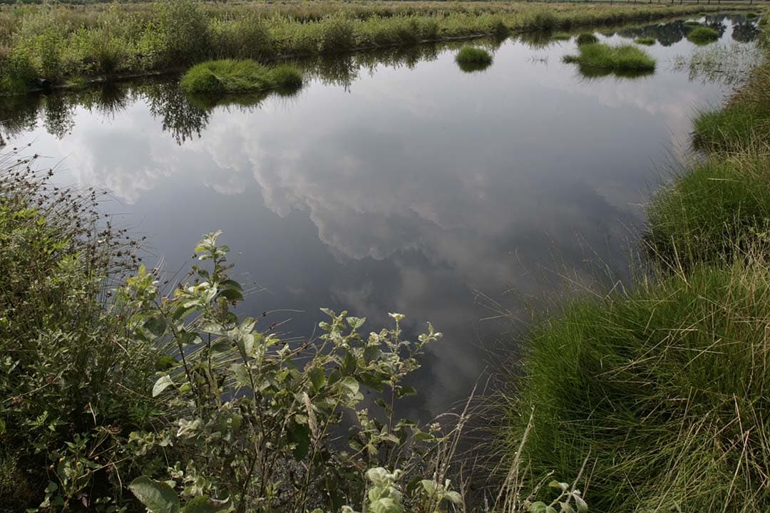 Ondanks verbod sinds 1998 is bestrijdingsmiddel dinoterb gevonden in Noord-Hollands oppervlaktewater. - Foto: Michel Zoeter