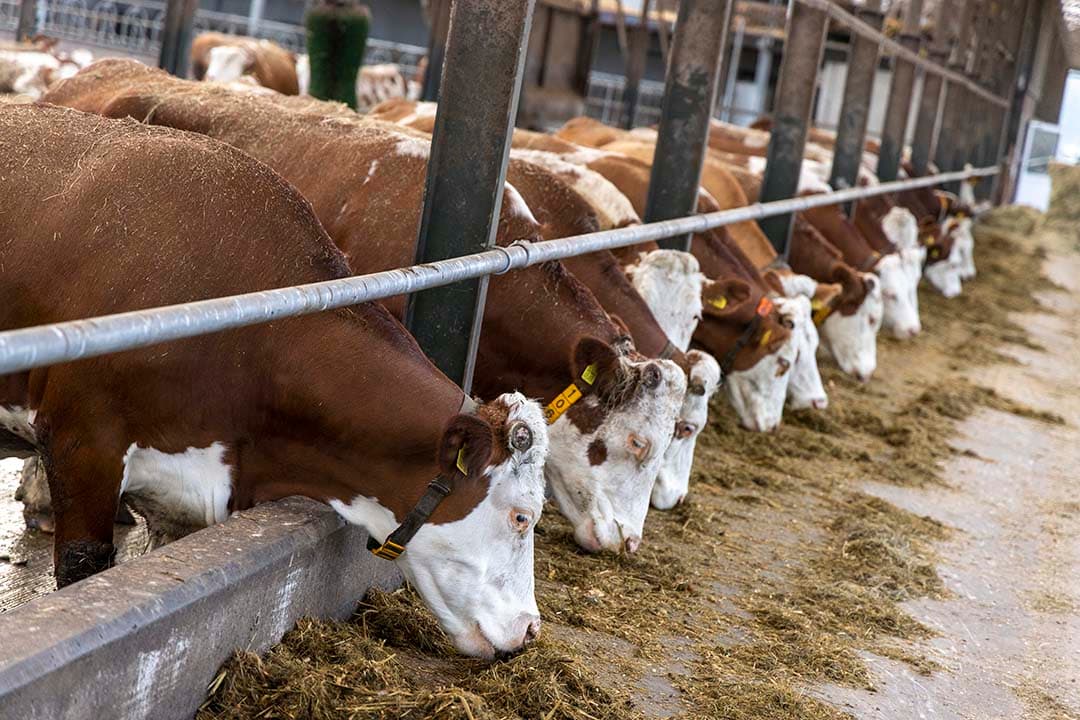 Van de landbouwsubsidies komt 82% terecht bij de veehouderij, zo blijkt uit onderzoek uitgevoerd door Leiden Universiteit in samenwerking met de denktank Chatham house. - Foto: Koos Groenewold