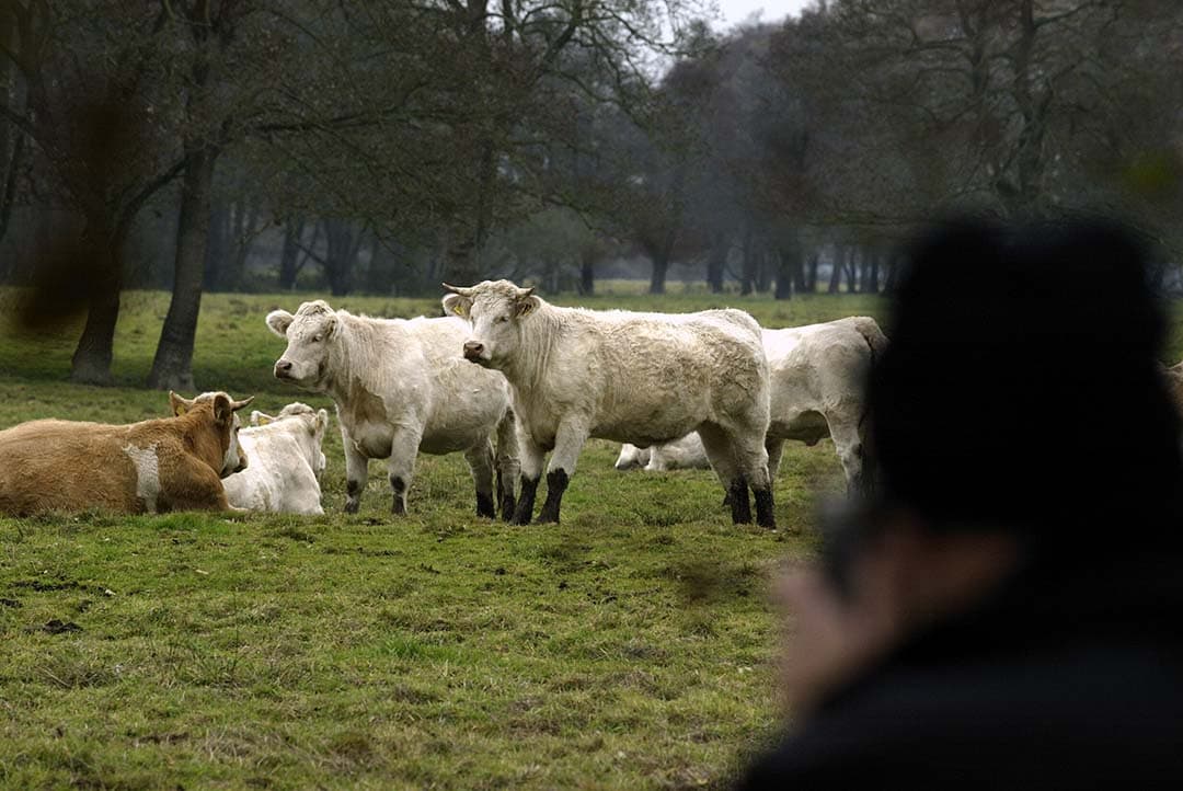Het gebruik van natuurgrond voor begrazing door een veehouder geeft niet automatisch recht op hectarepremie, zoals een rechtszaak met Staatsbosbeheer illustreert. - Foto: Hans Prinsen