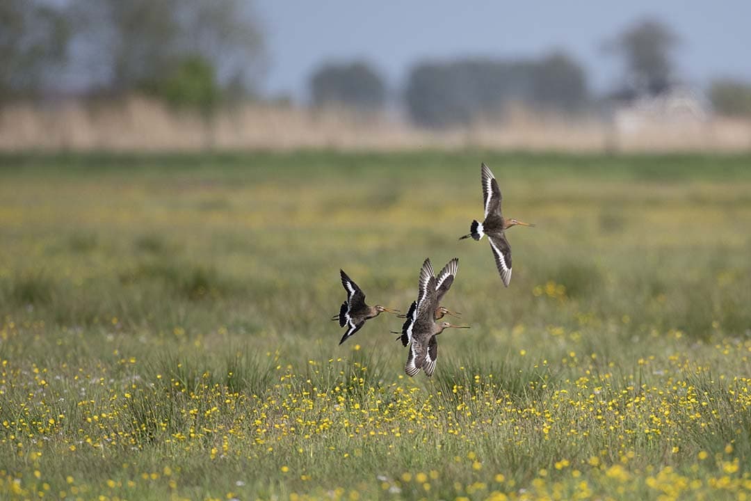 verschillen tussen gangbaar en biologisch