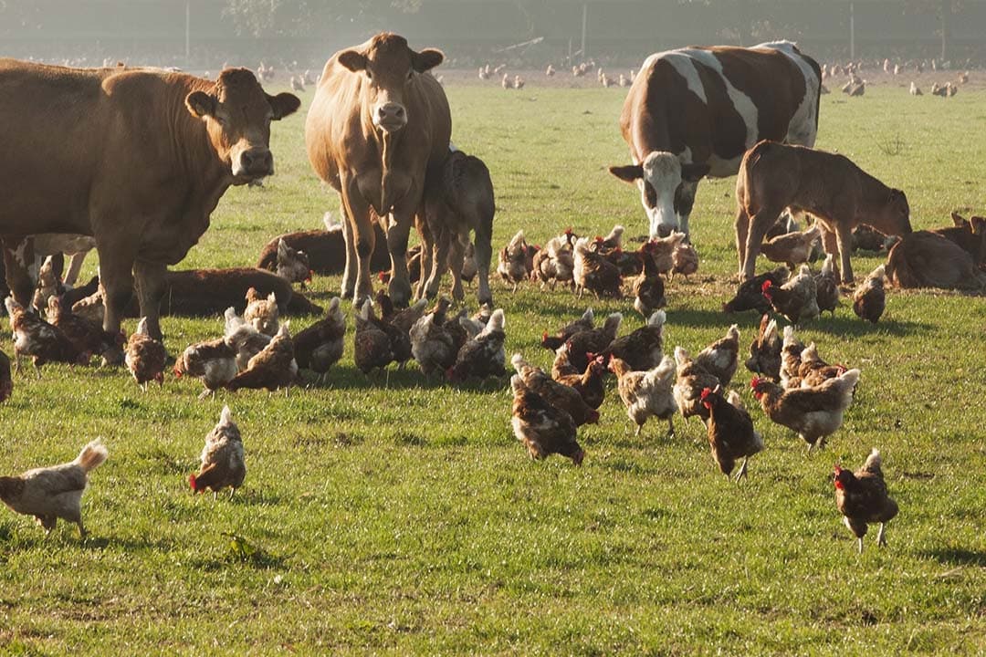 Vogelgriepvirus VS Europa verschillen