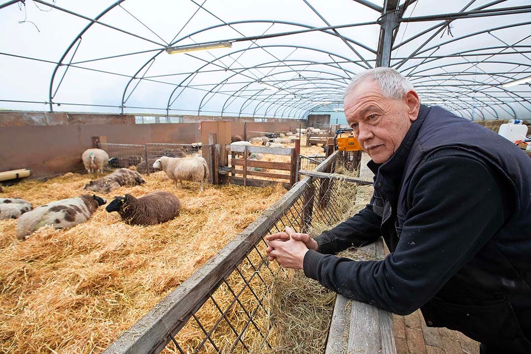 Nu overheerst rust in de stal en liggen de ooien rustig te herkauwen. De dieren zien er gezond uit. “Maar dat kan zomaar omdraaien als blauwtong toeslaat”, zegt  Lambert Pijl.